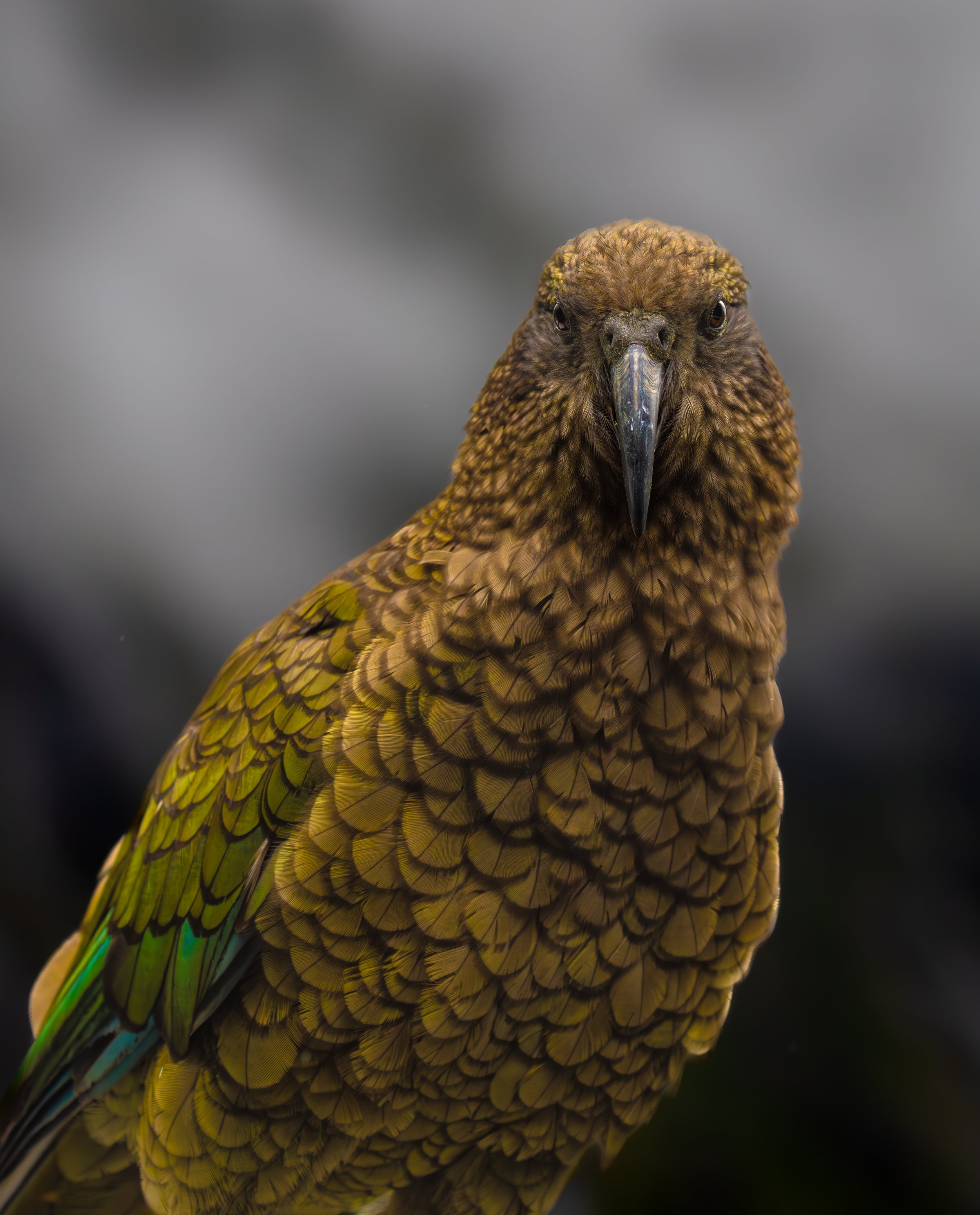 The 'cheeky' Kea pictured here in Milford Sound, Fjord lands, South Island of New Zealand.