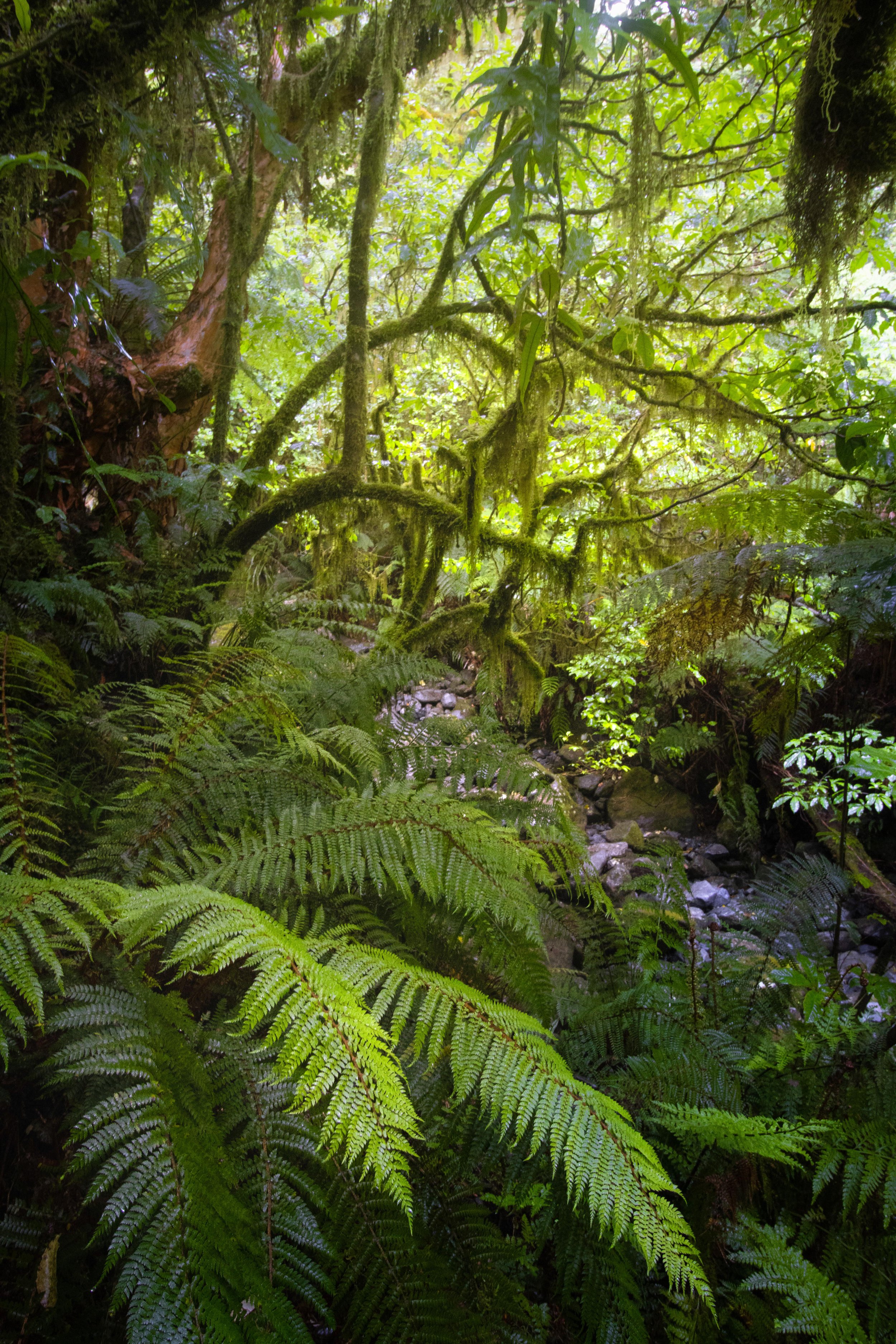 Ferns, Milford Sound, New Zealand