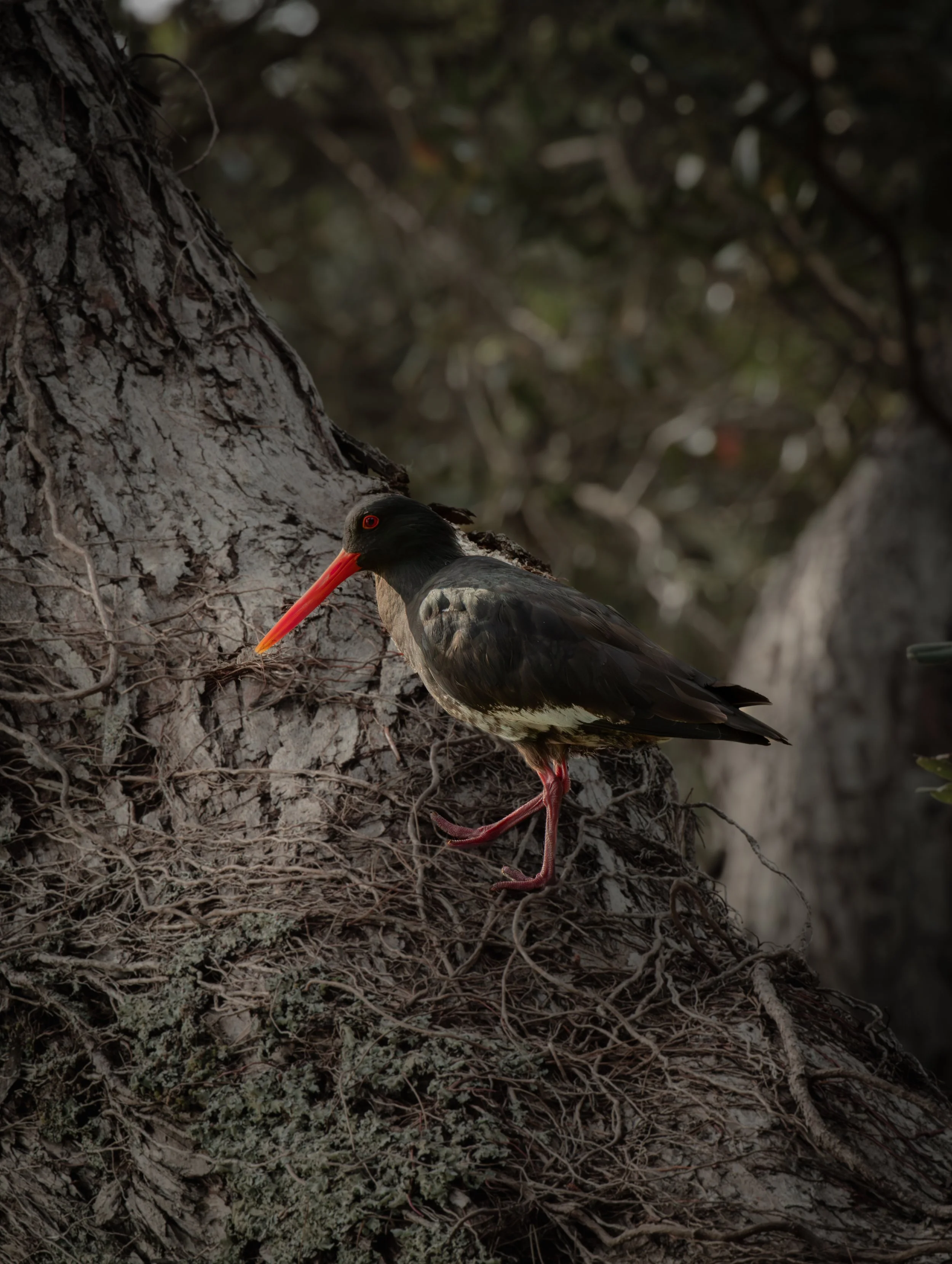 Local Oyster Catcher