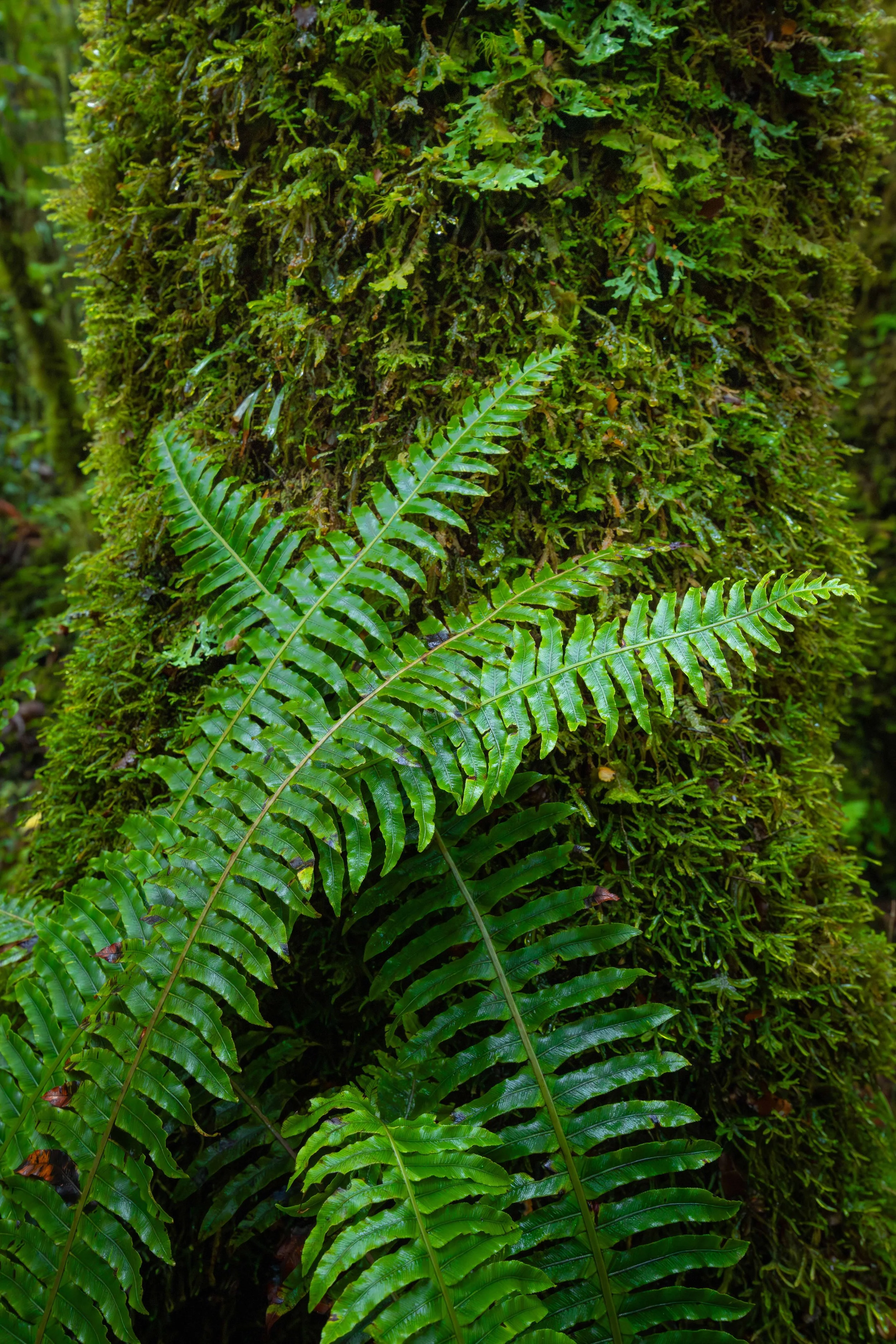 Day 5 - forestscape 6 web copy.jpg