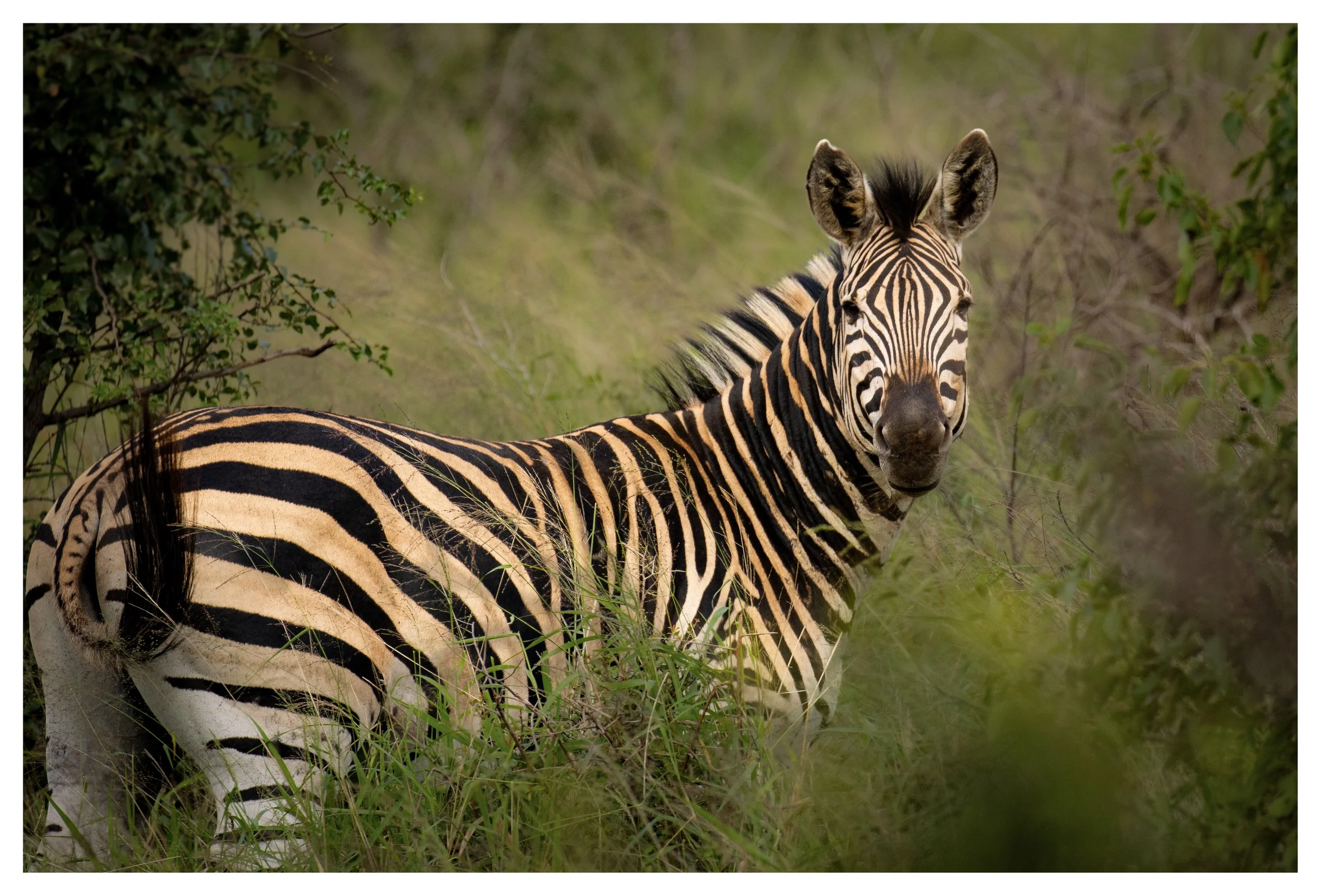 Zebra border.jpg