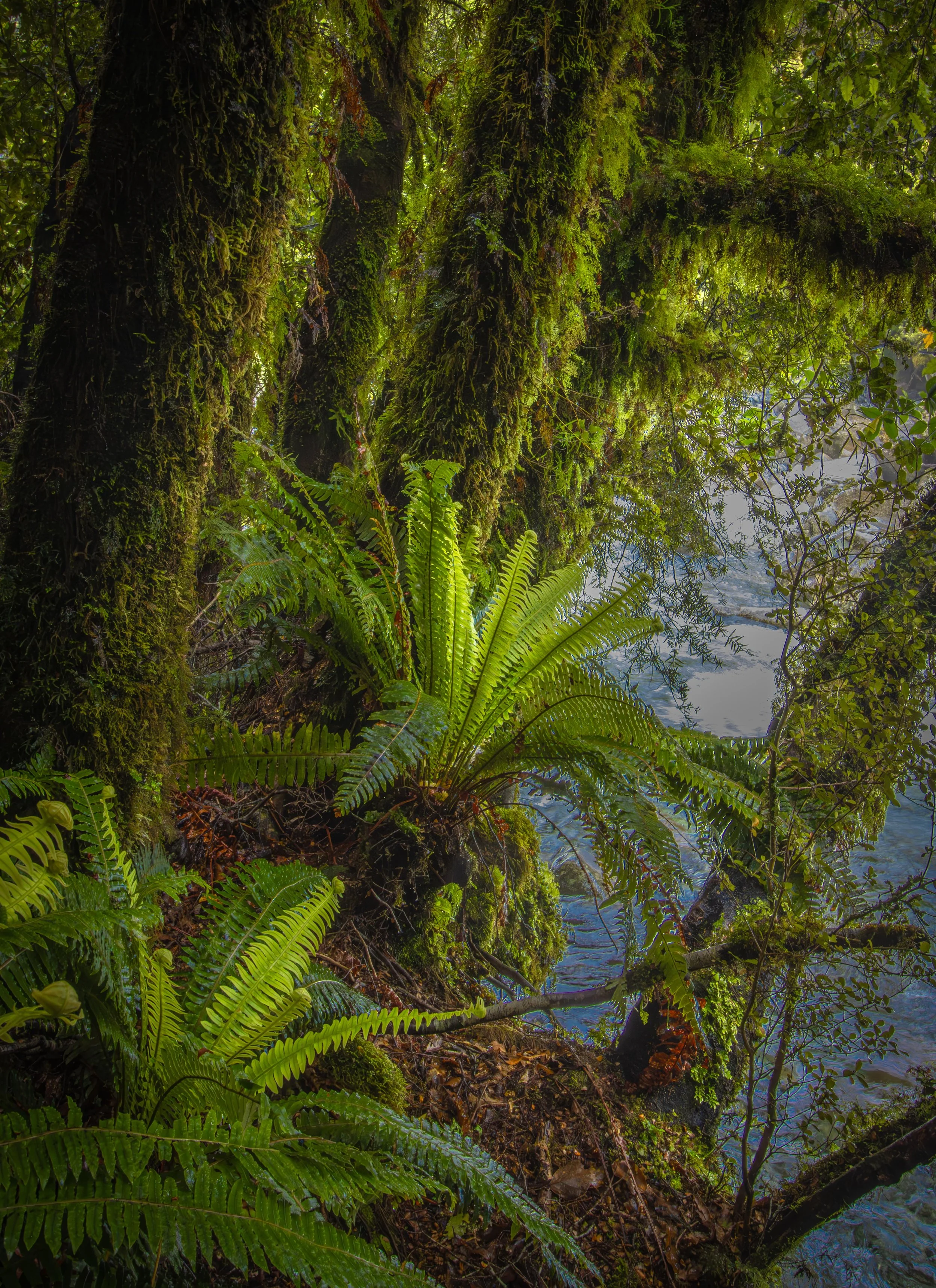 A3 (297mmx420mm) Fiordland forest scene on the South Island of New Zealand.