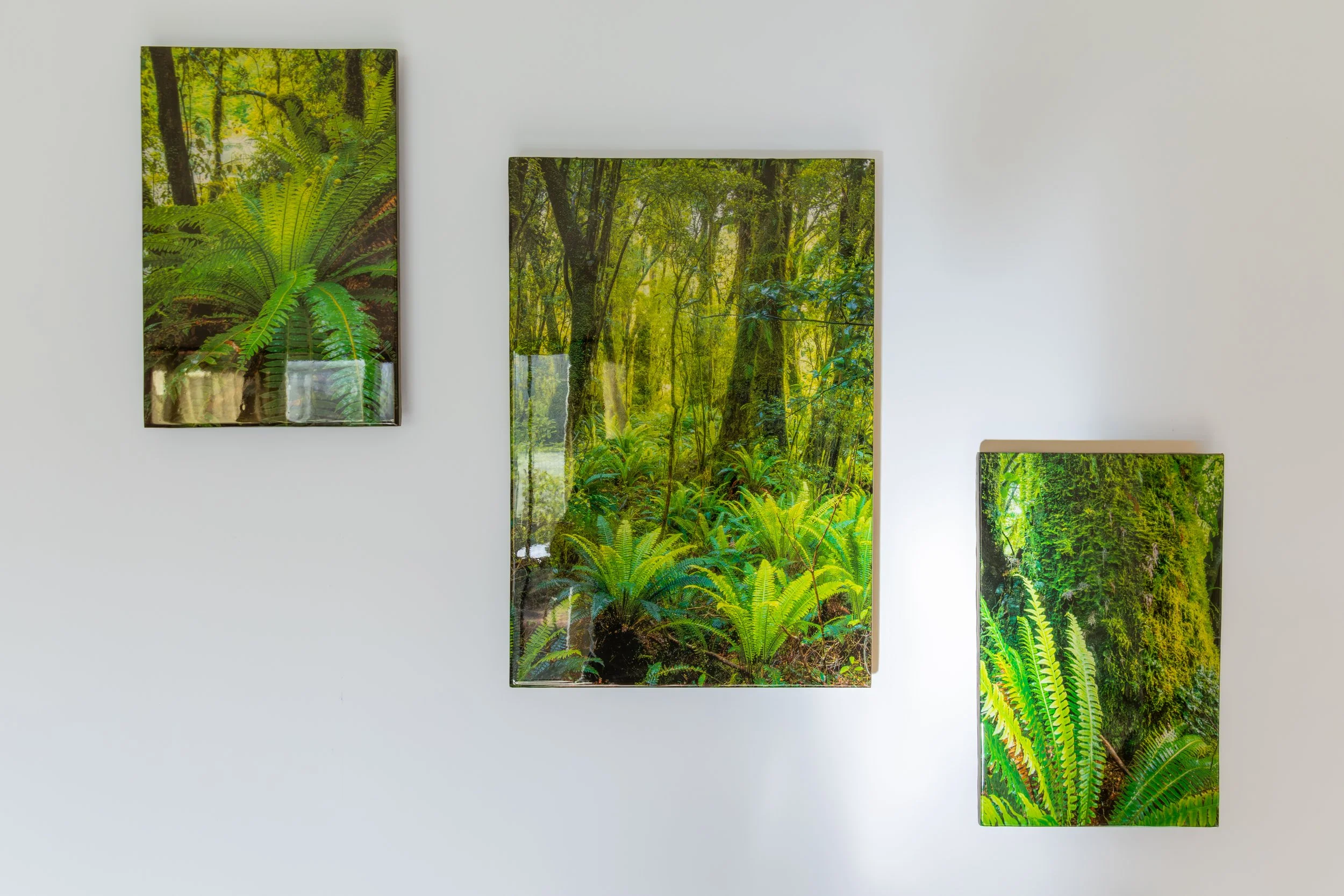 Set of 3 New Zealand Fiordland Forest Images.