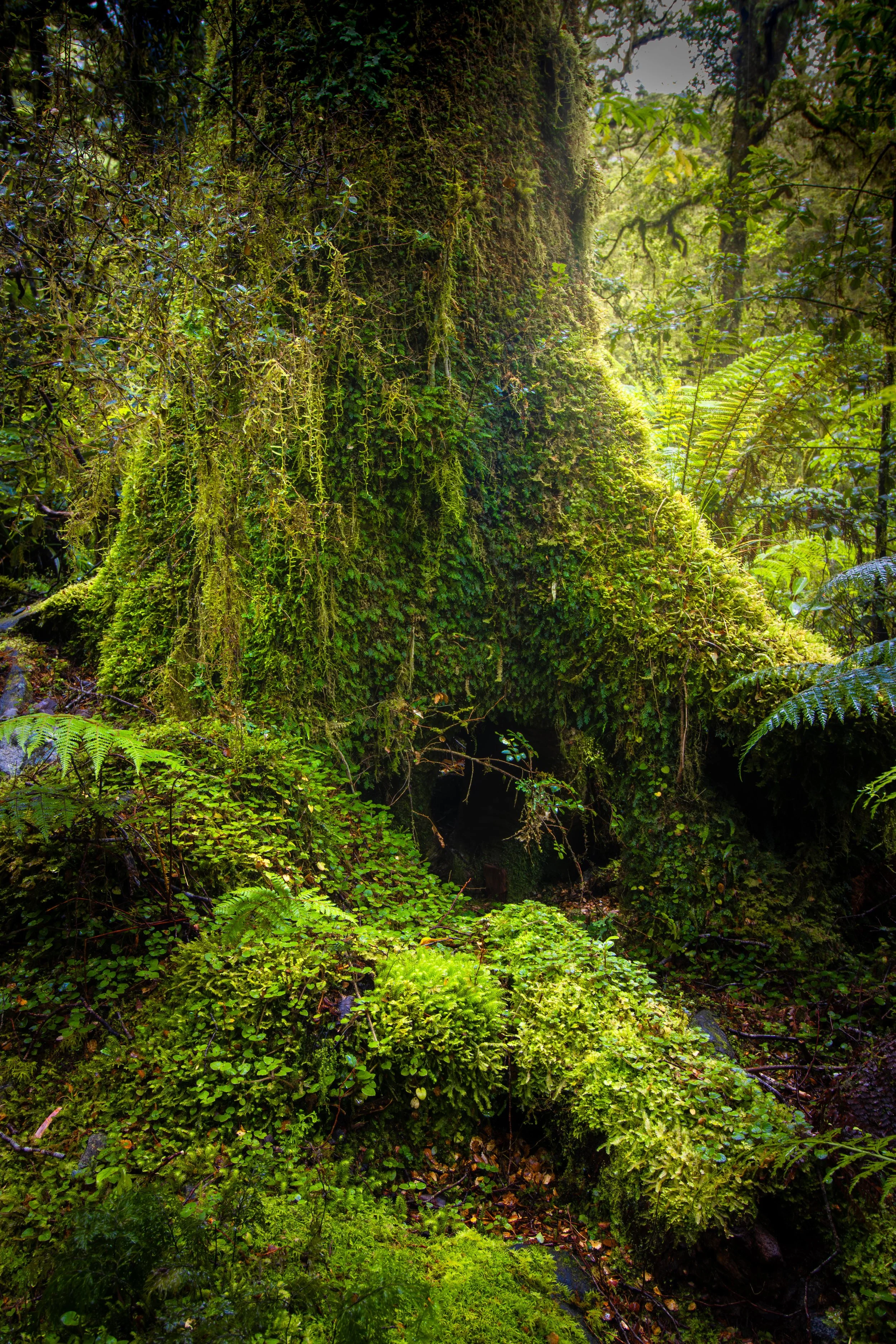 A2 (420mmx594mm) Fiordland Forest scene from the South Island of New Zealand