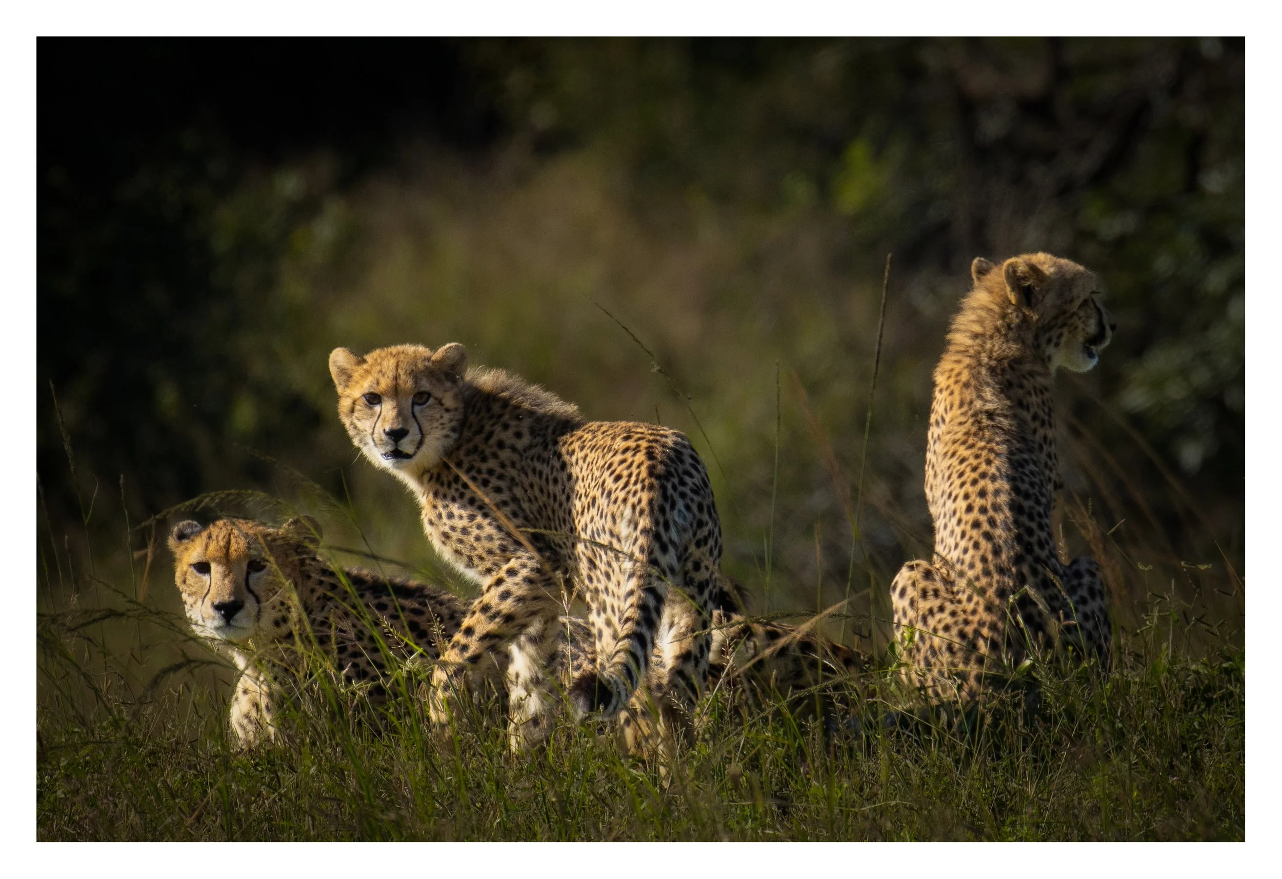 Cheetah Family, Zululand, South Africa