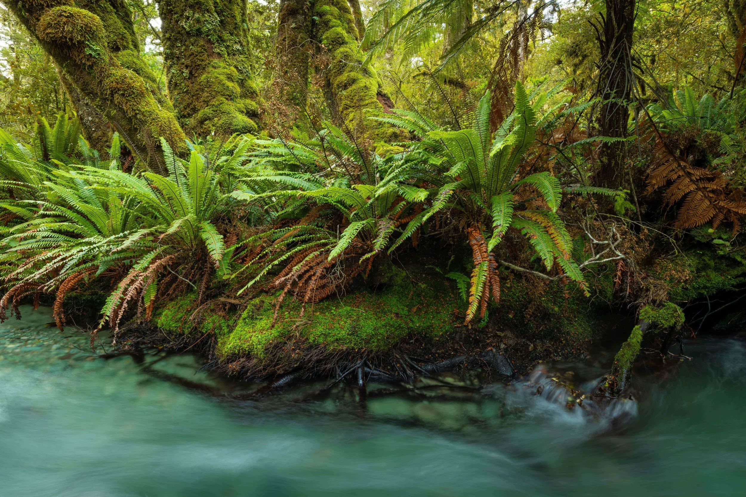 Secrets of the Fiordland in New Zealand