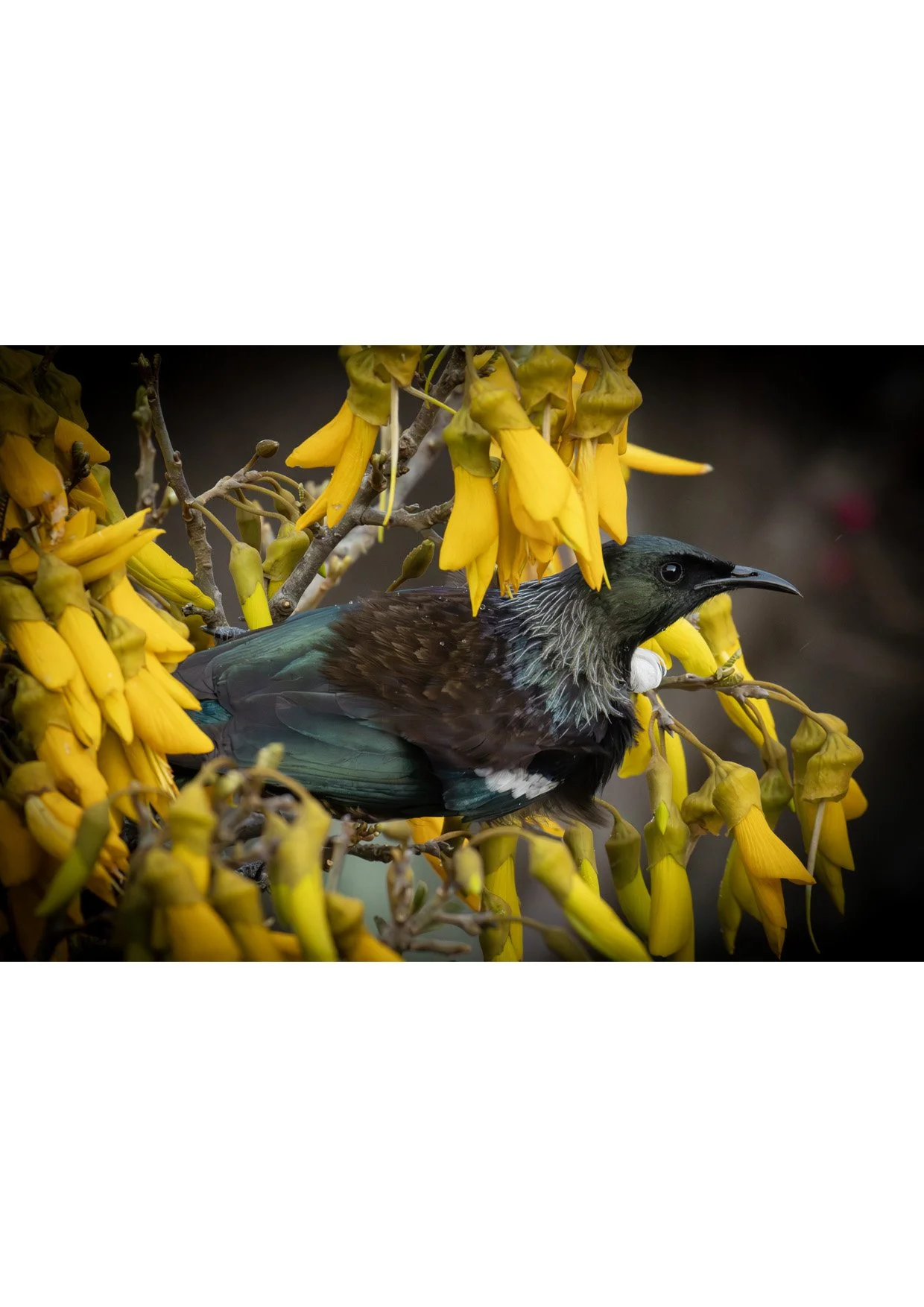 A3 (297mmx420mm) Tui Bird of New Zealand in the Kowhai Tree.