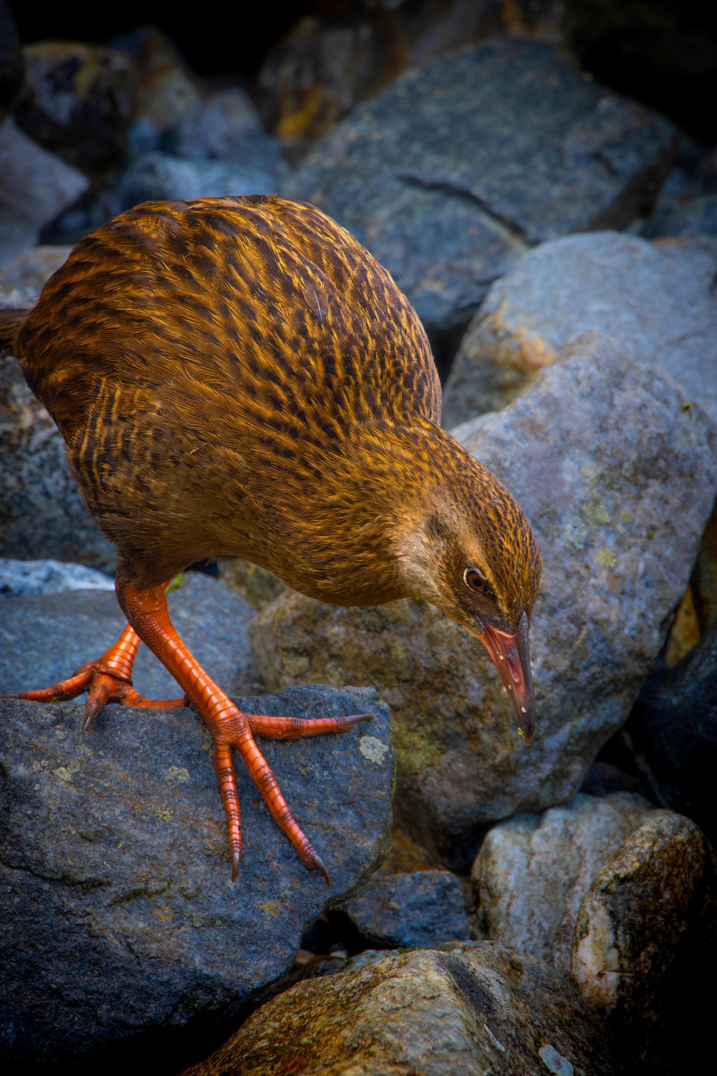 Weka Bird of New Zealand, Milford Sound, South Island of New Zealand.
