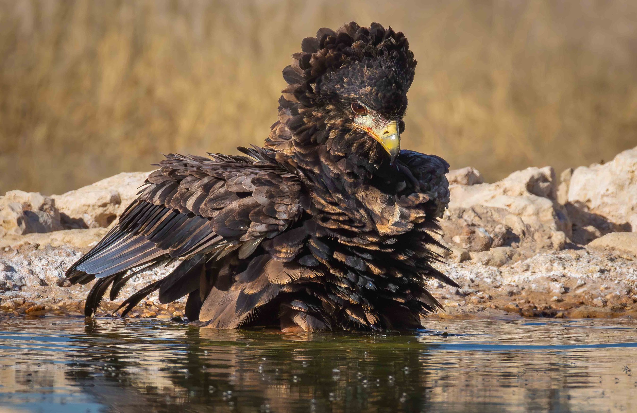 eagle bathing web copy.jpg