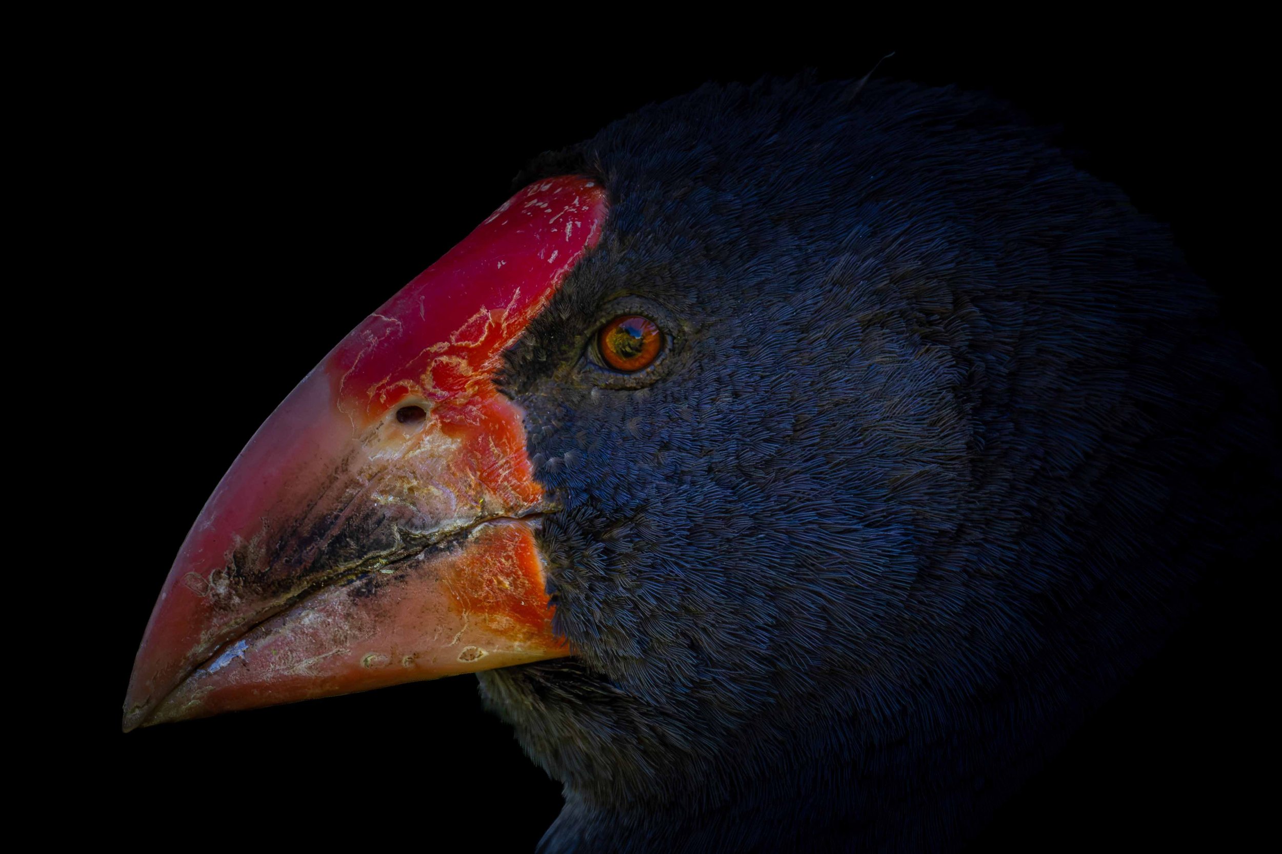 takahe portrait webcopy.jpg