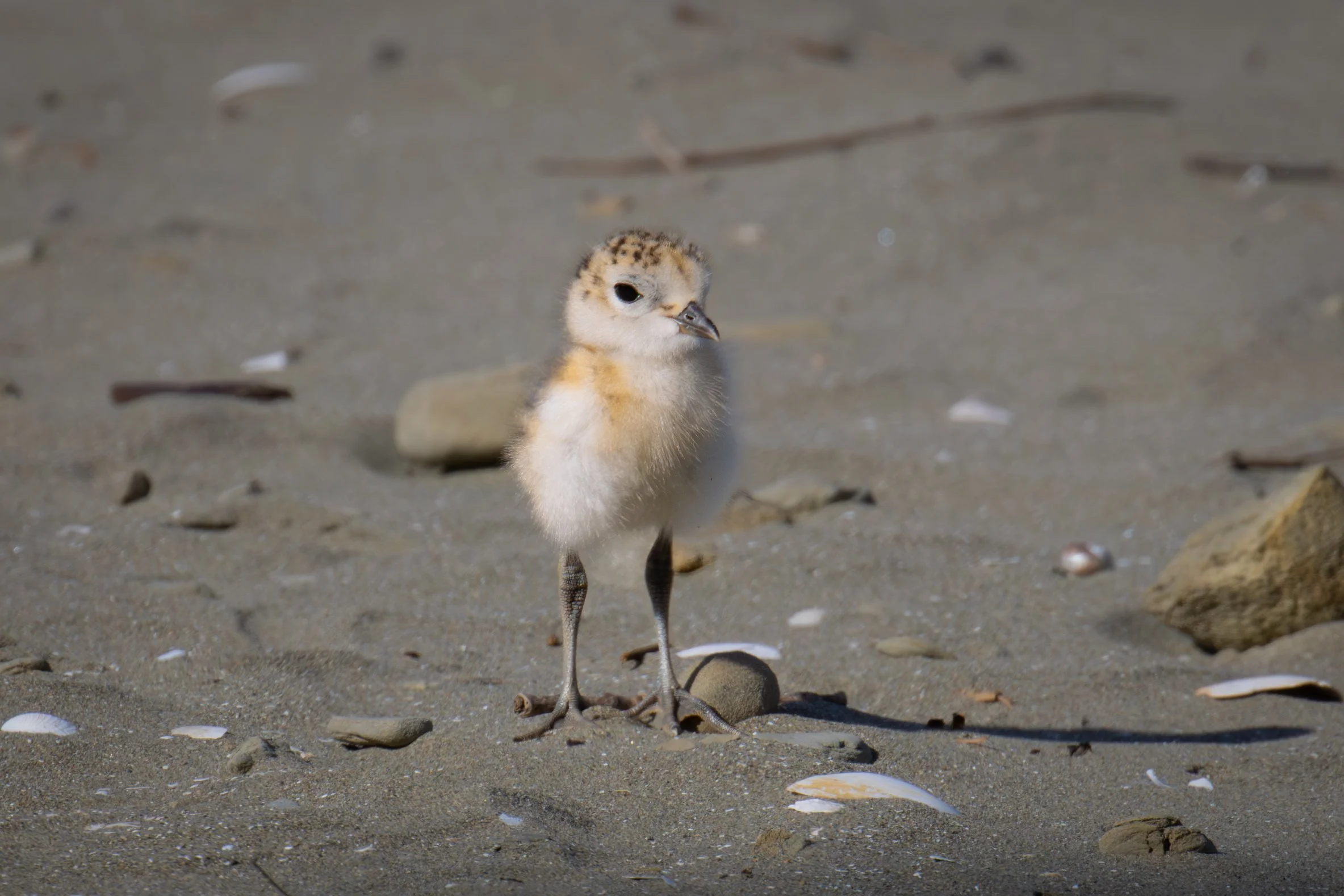 The endangered Dotterel bird. Image of a newly hatched chick. North Island of New Zealand