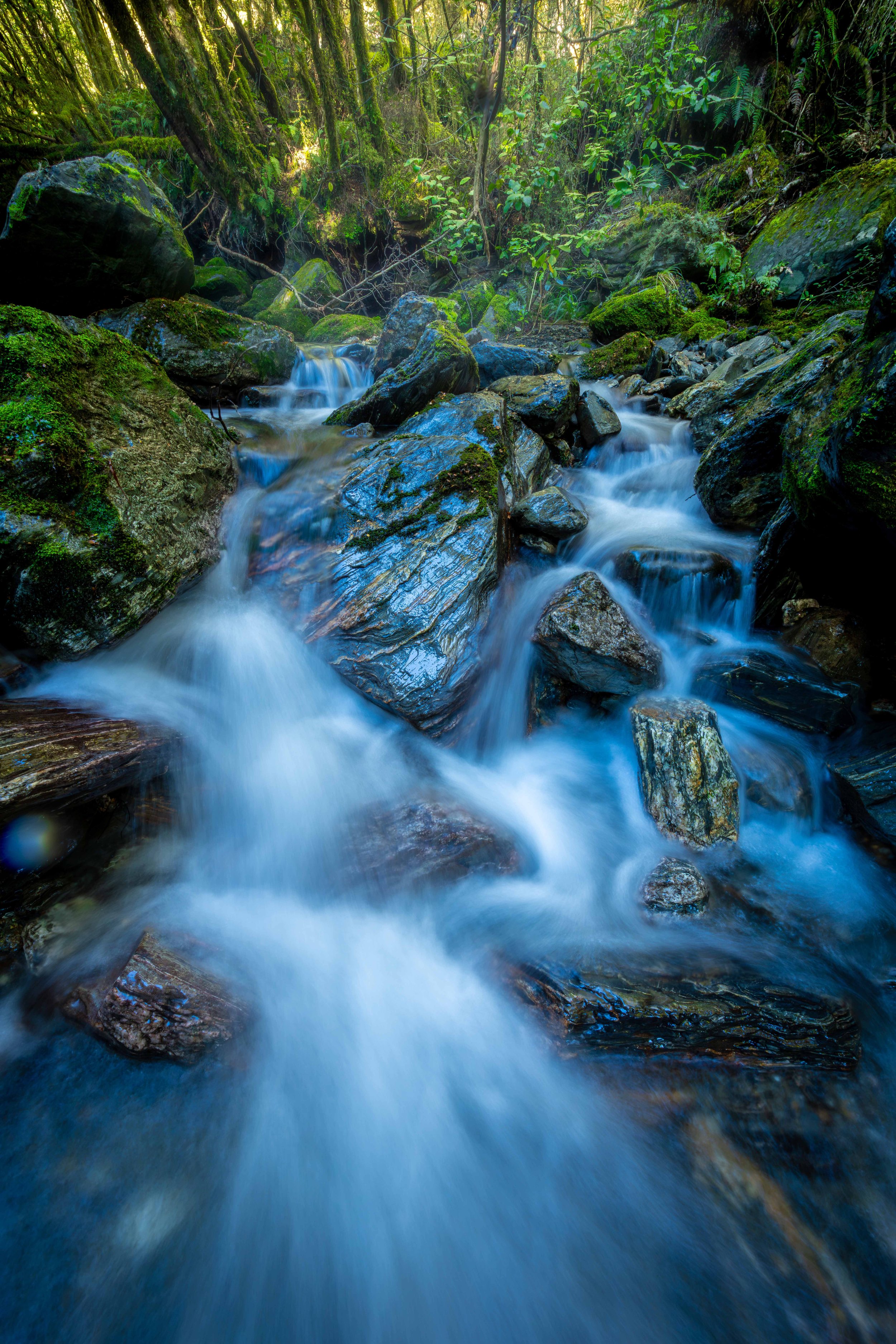 New Zealand Rainforest Landscapes