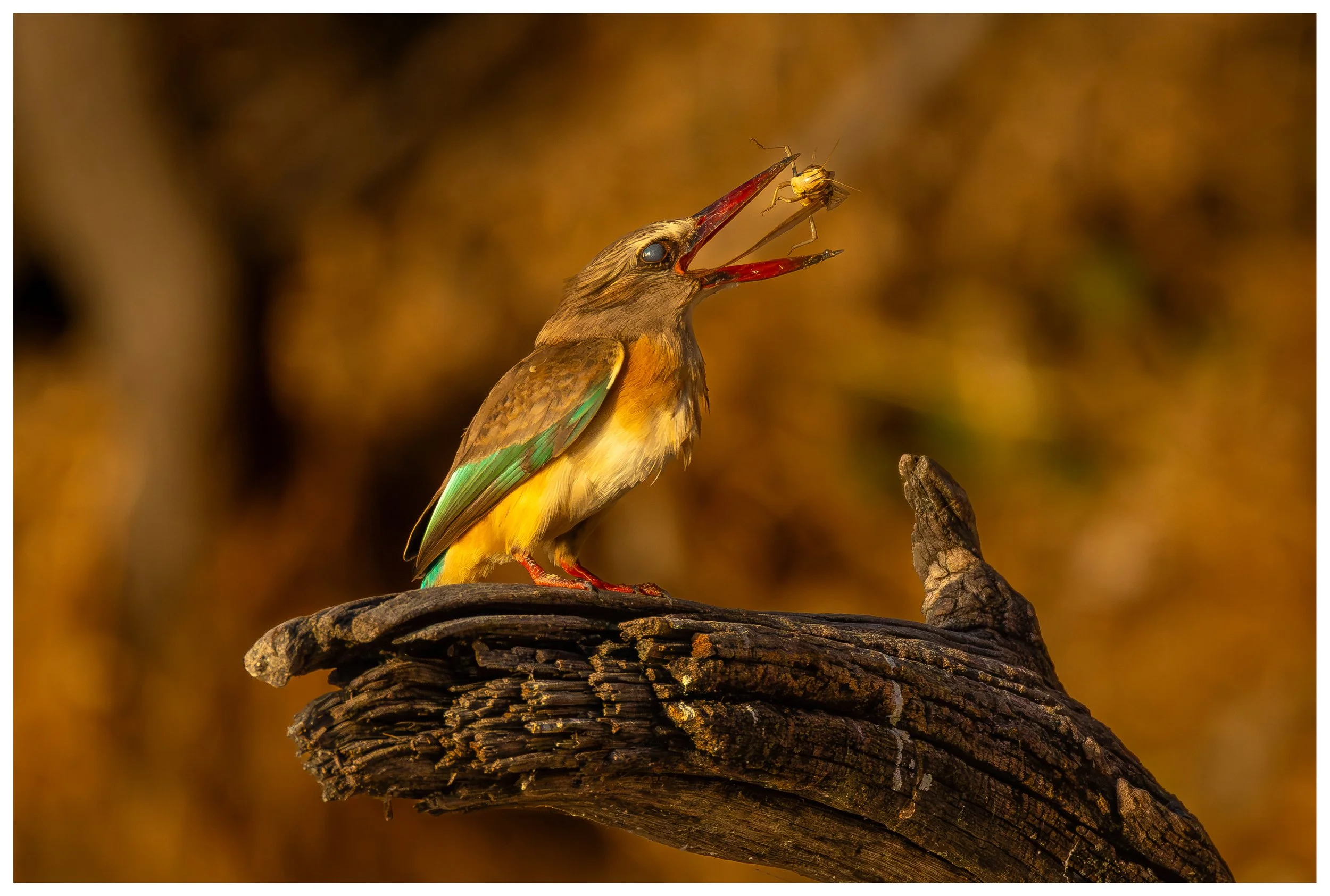Brown hooded Kingfisher in action (A3 size)