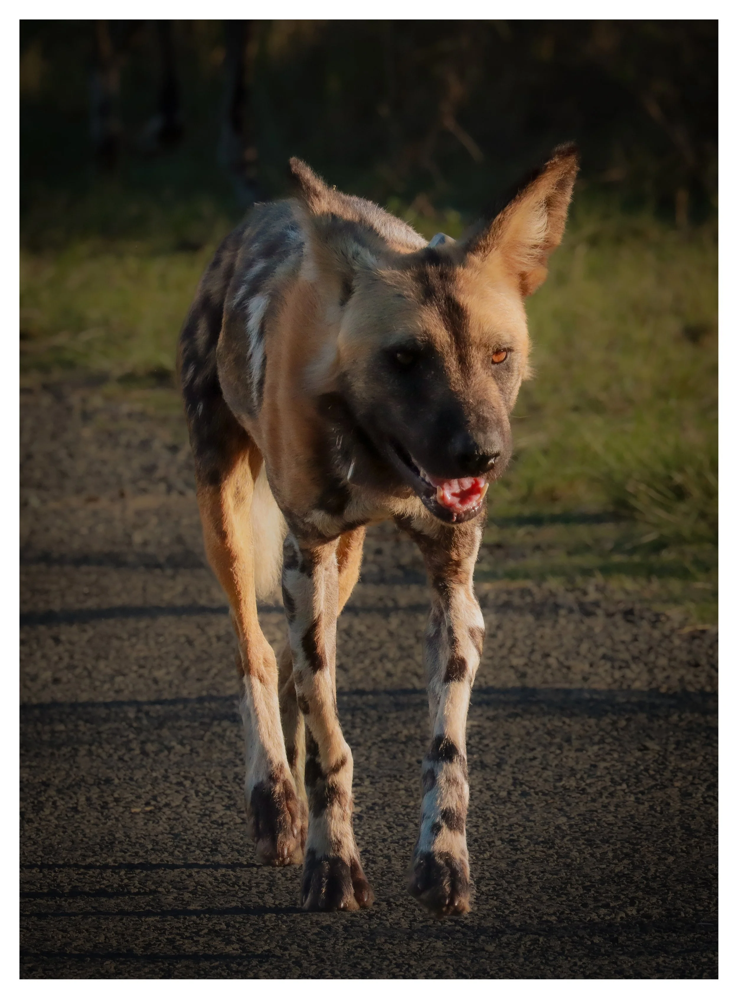 A Wild Dog walking outdoors in Africa, sunlit, with a natural background of grass and trees.