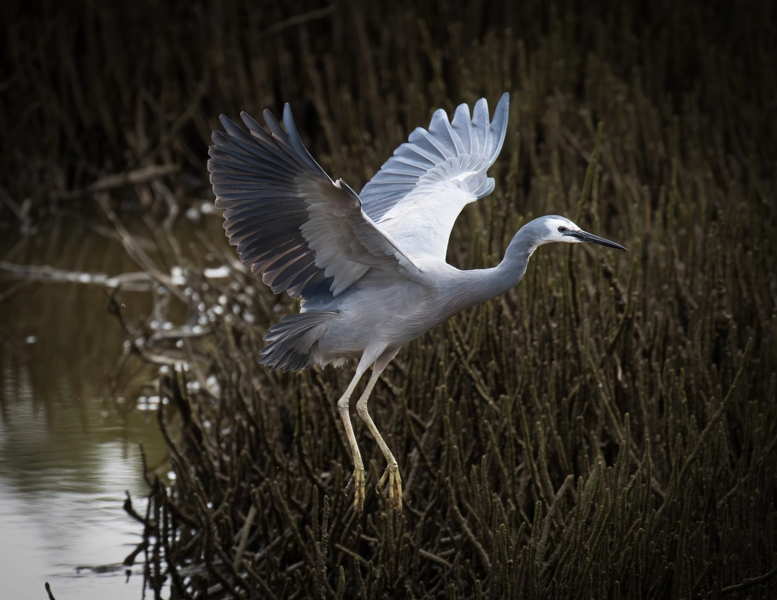 white faced heron 5-2.jpg