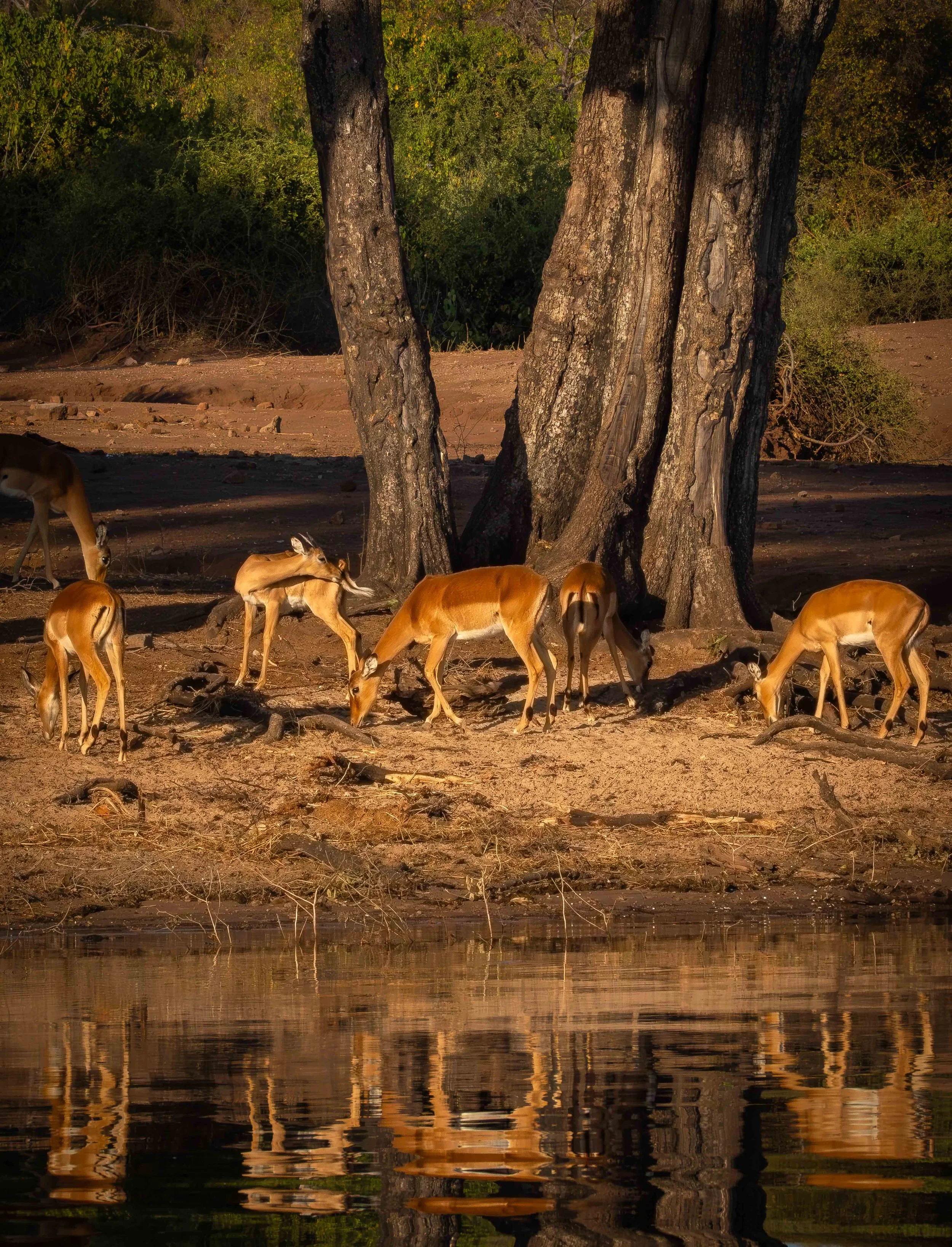 Impala reflections on the Chobe River