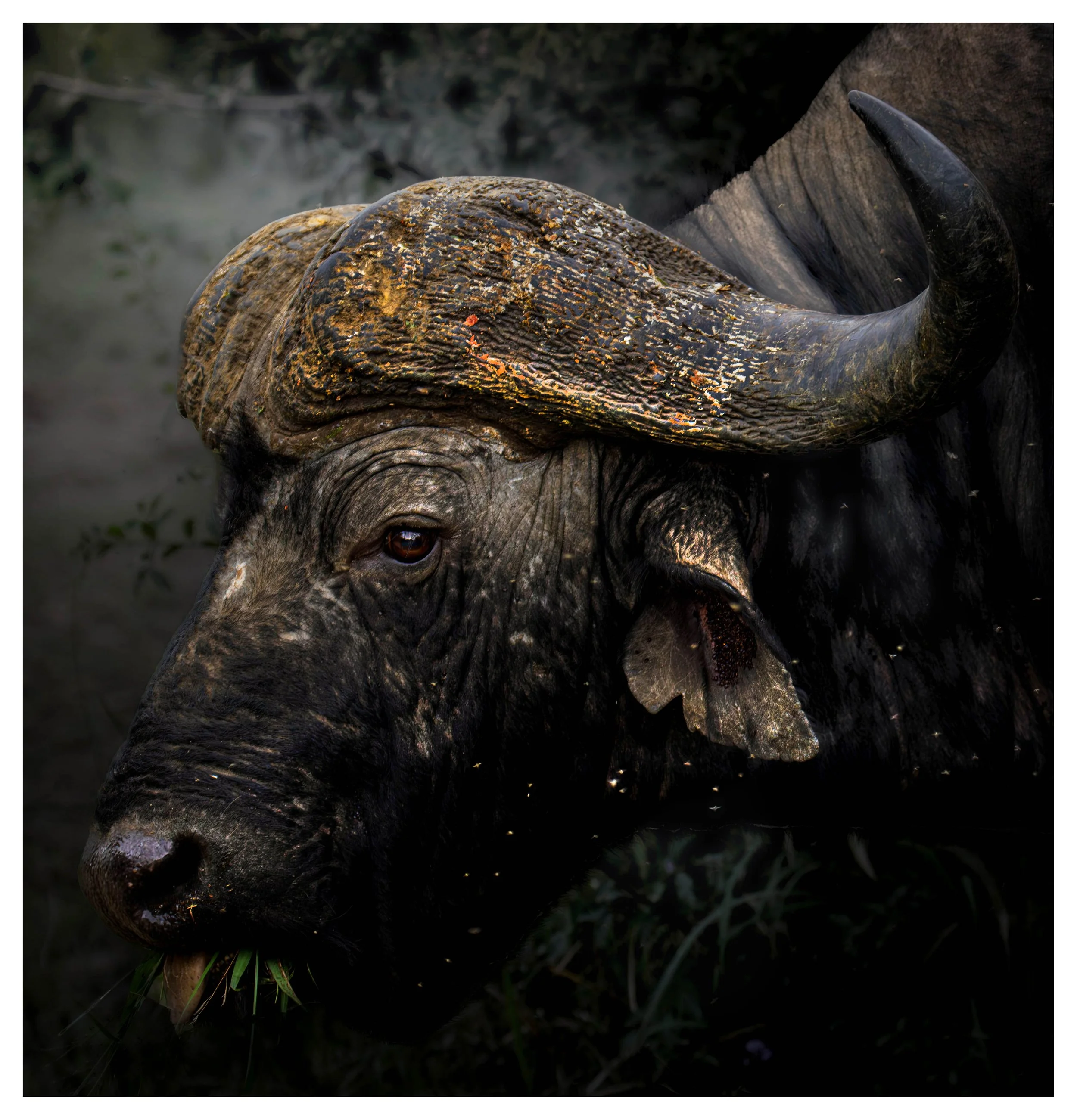 African Cape Buffalo Print (42cm x42cm approx.)