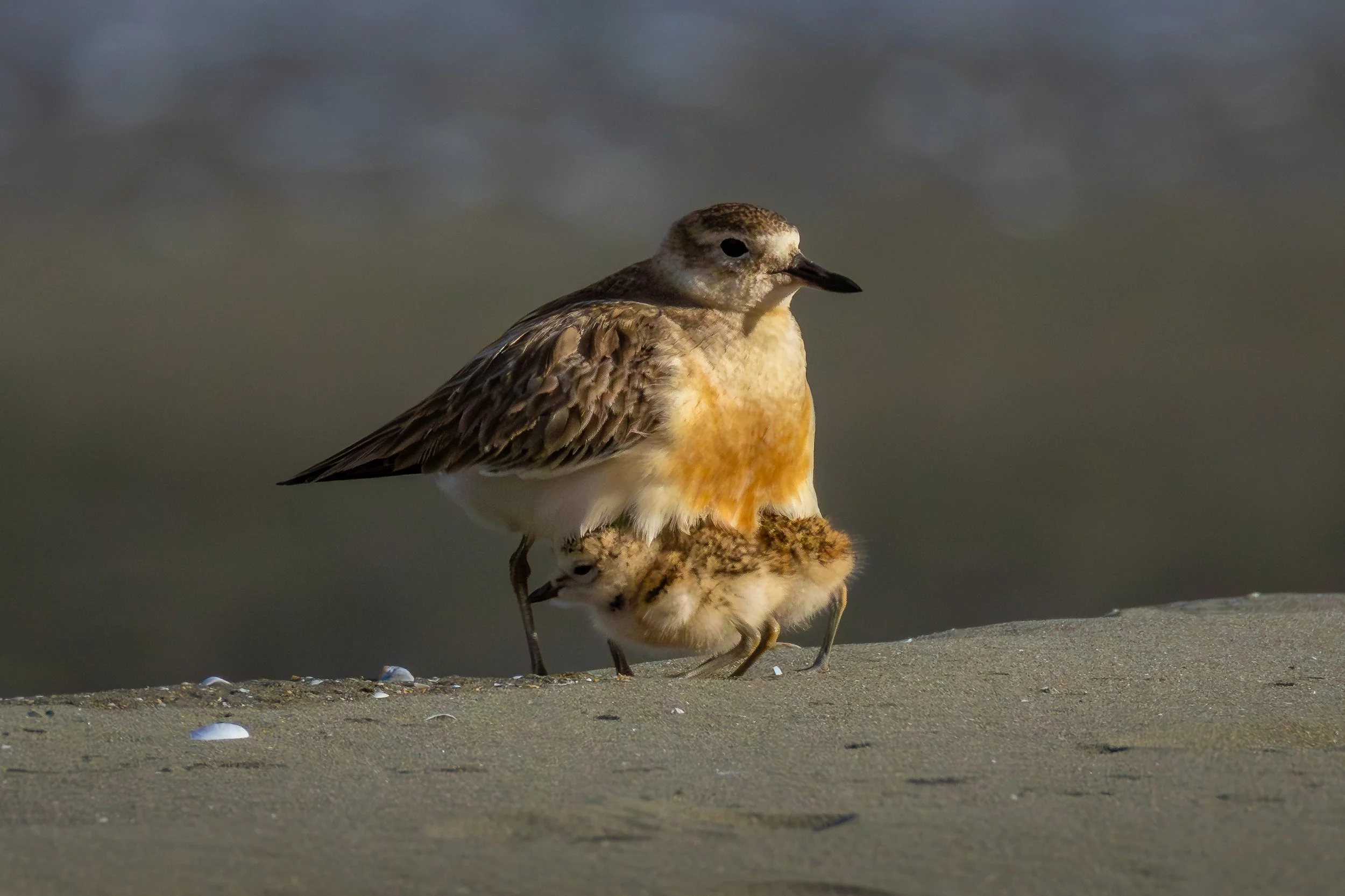 dotterel with 2 chicks.jpg
