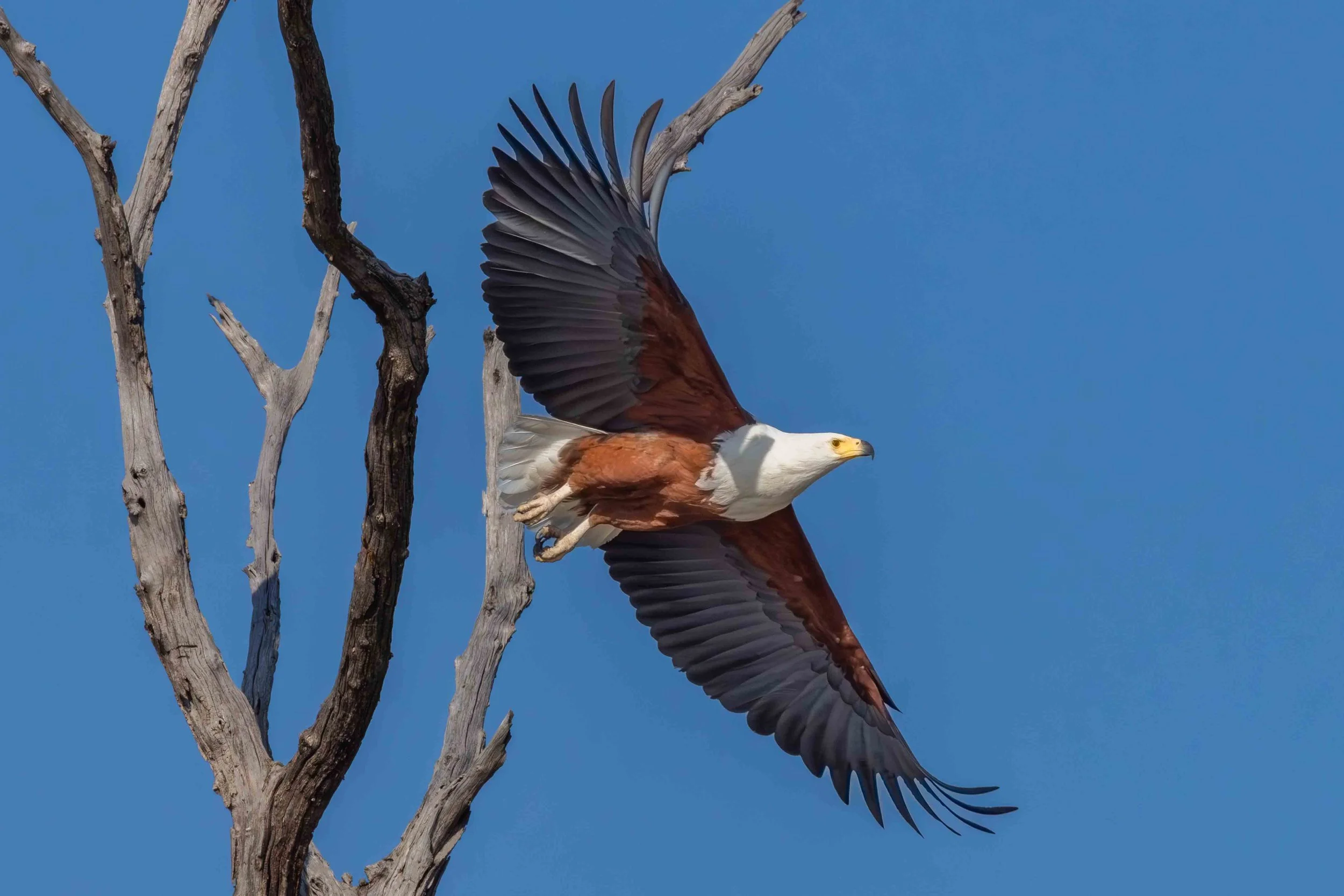 An African Fish Eagle takes flight on the Chobe River