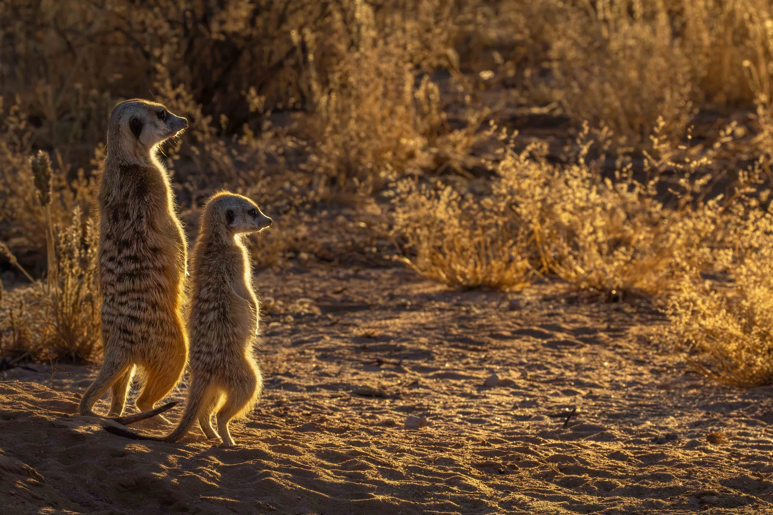meerkats 6 web copy.jpg