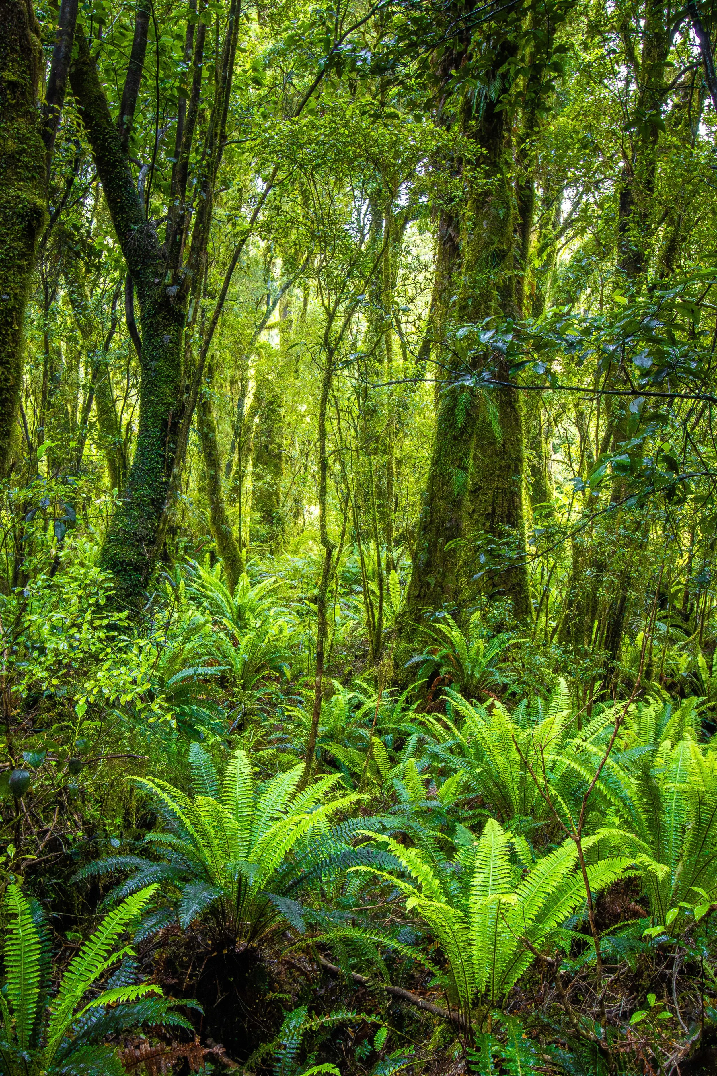 ferns 1a copy web.jpg