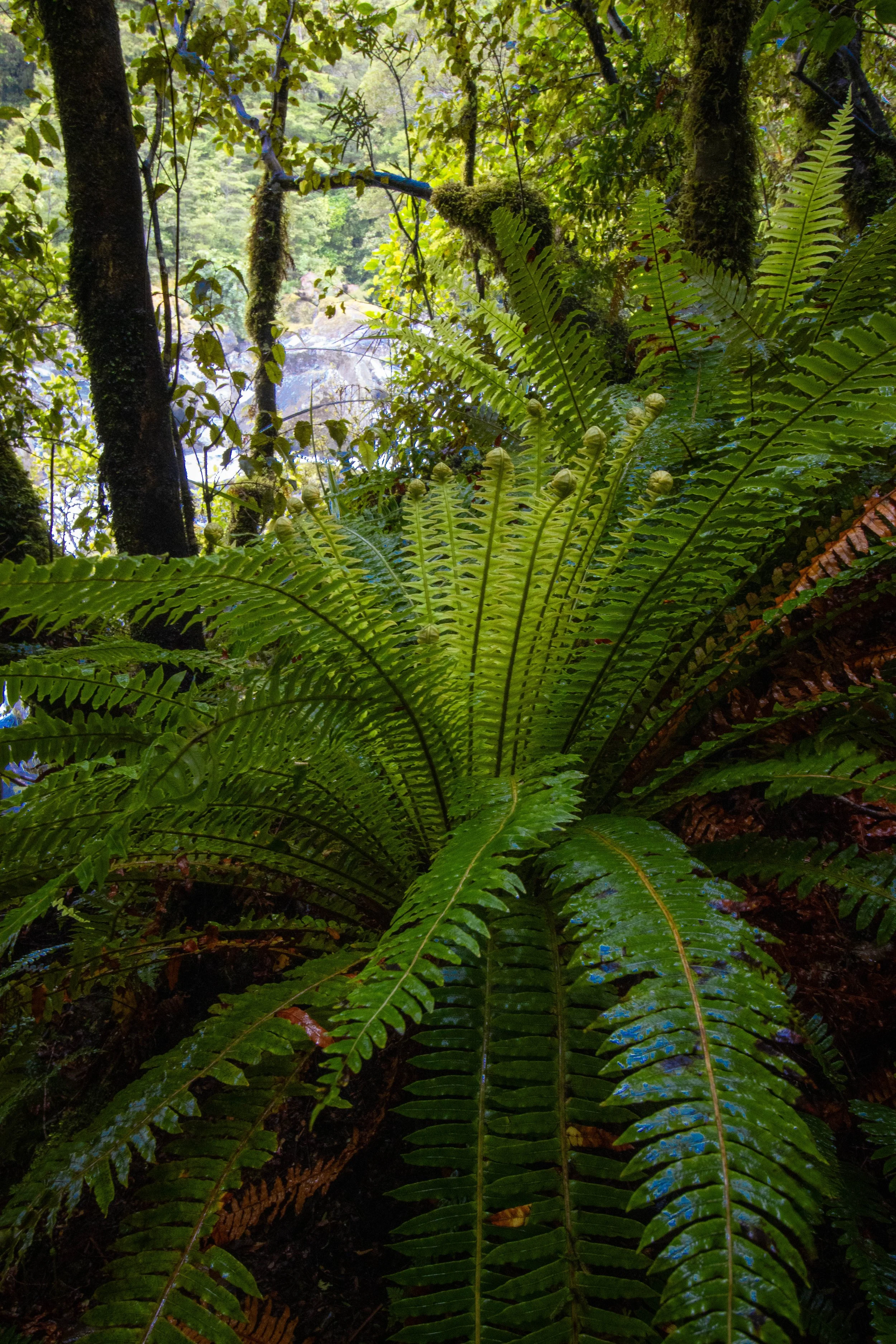 A2 (420mmx594mm) New Zealand Fiordland Forest scene.