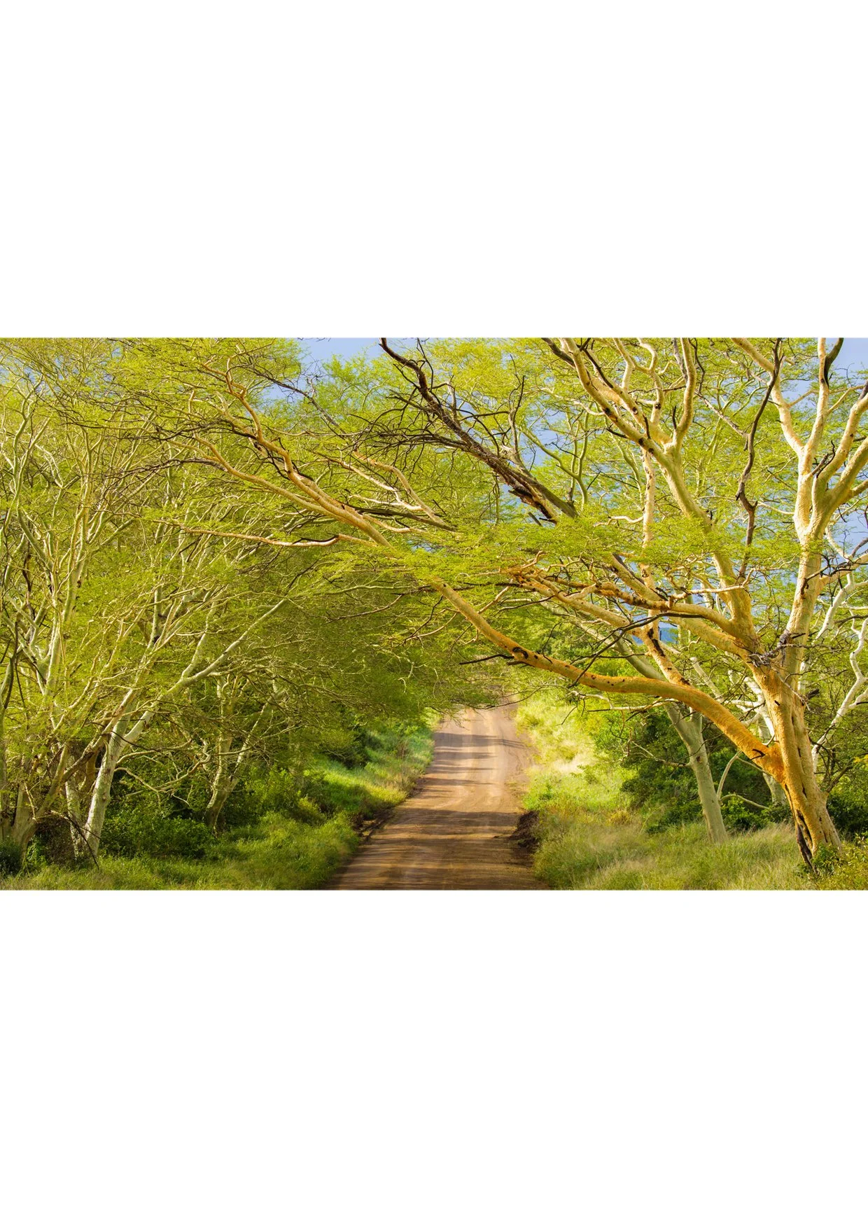 A2 (420mmx594mm) Fever Trees in Zululand South Africa