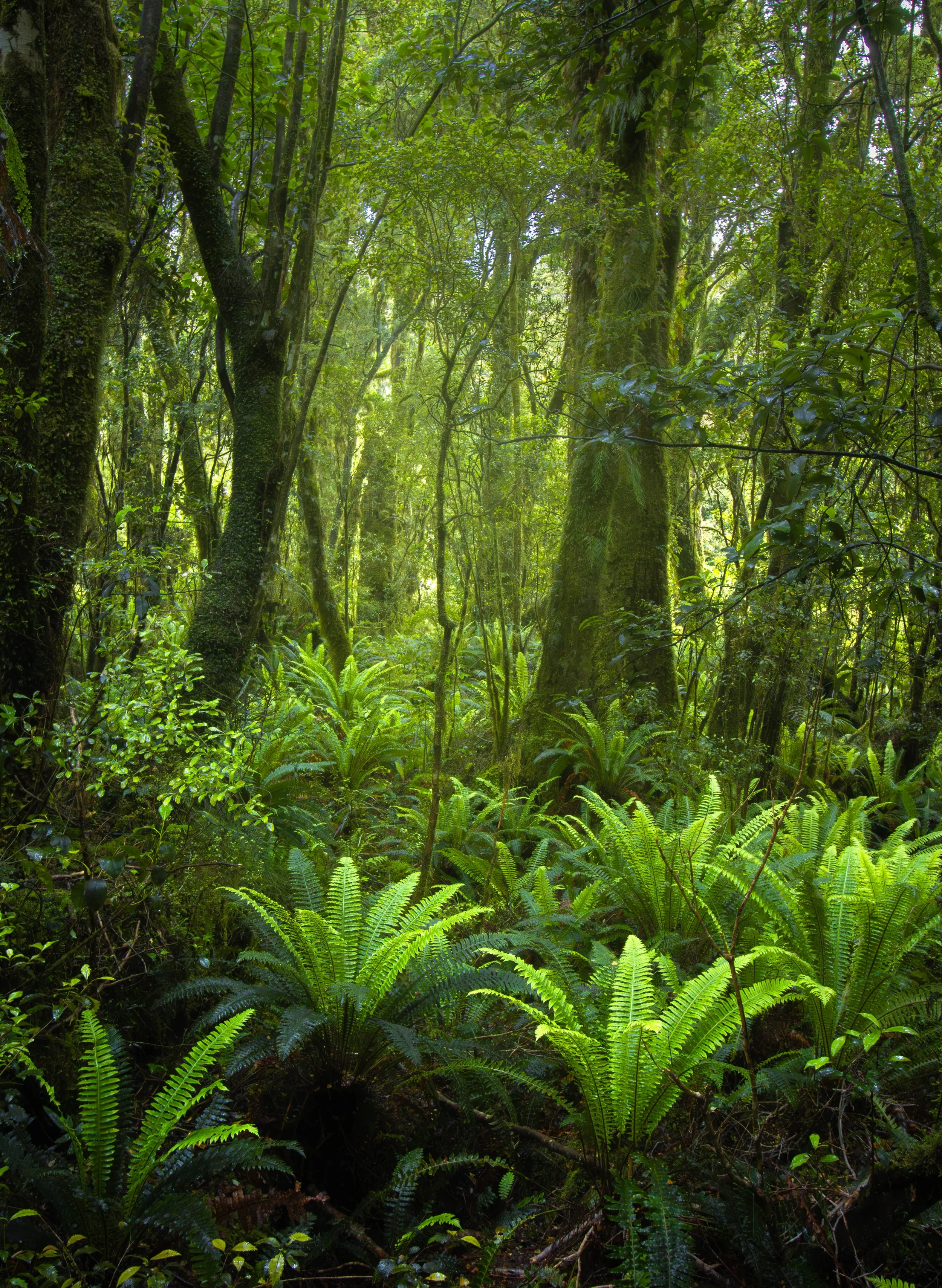 A3 (297mmx420mm) New Zealand Fiordland Forest scene.