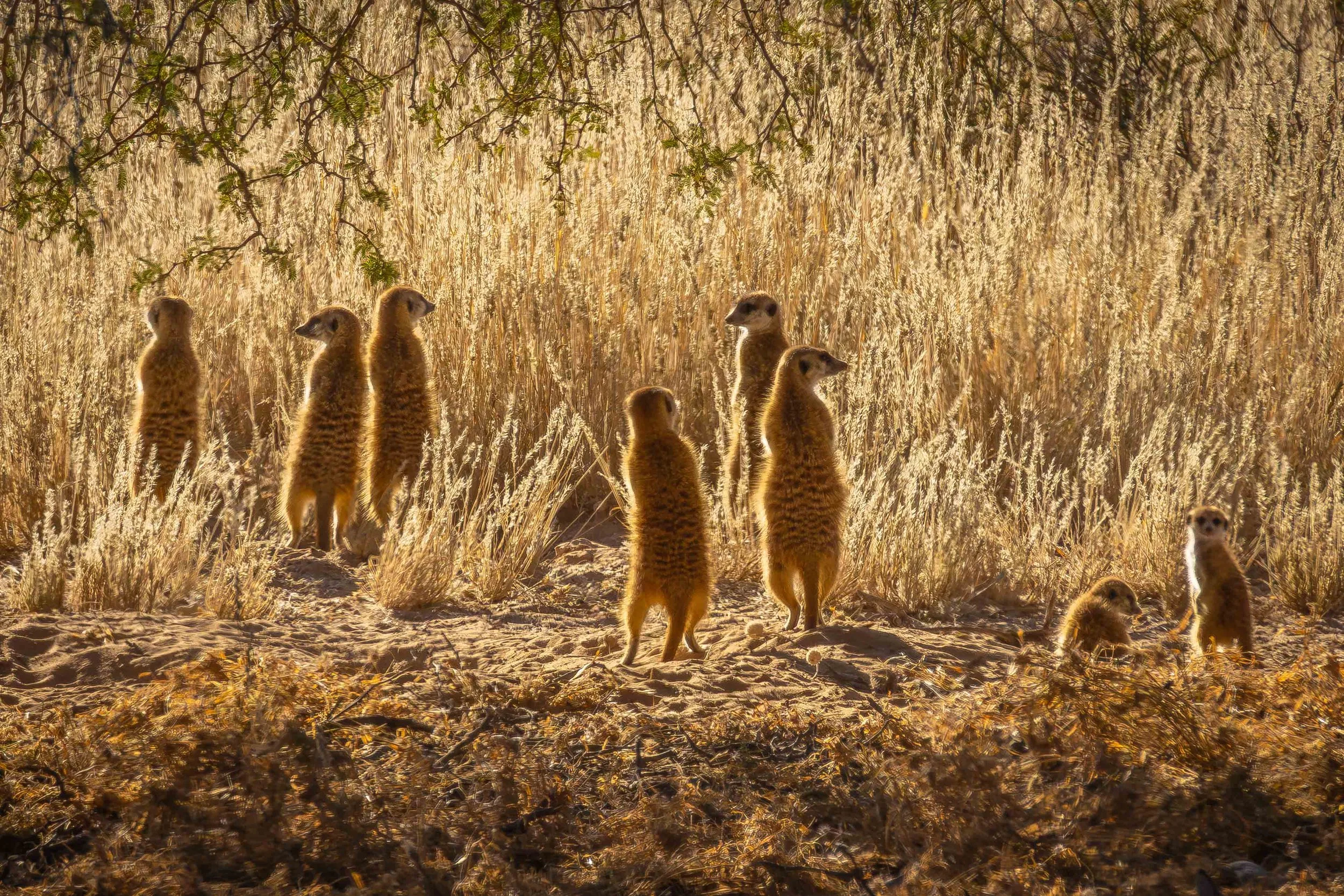 family of meerkats backlight web copy.jpg