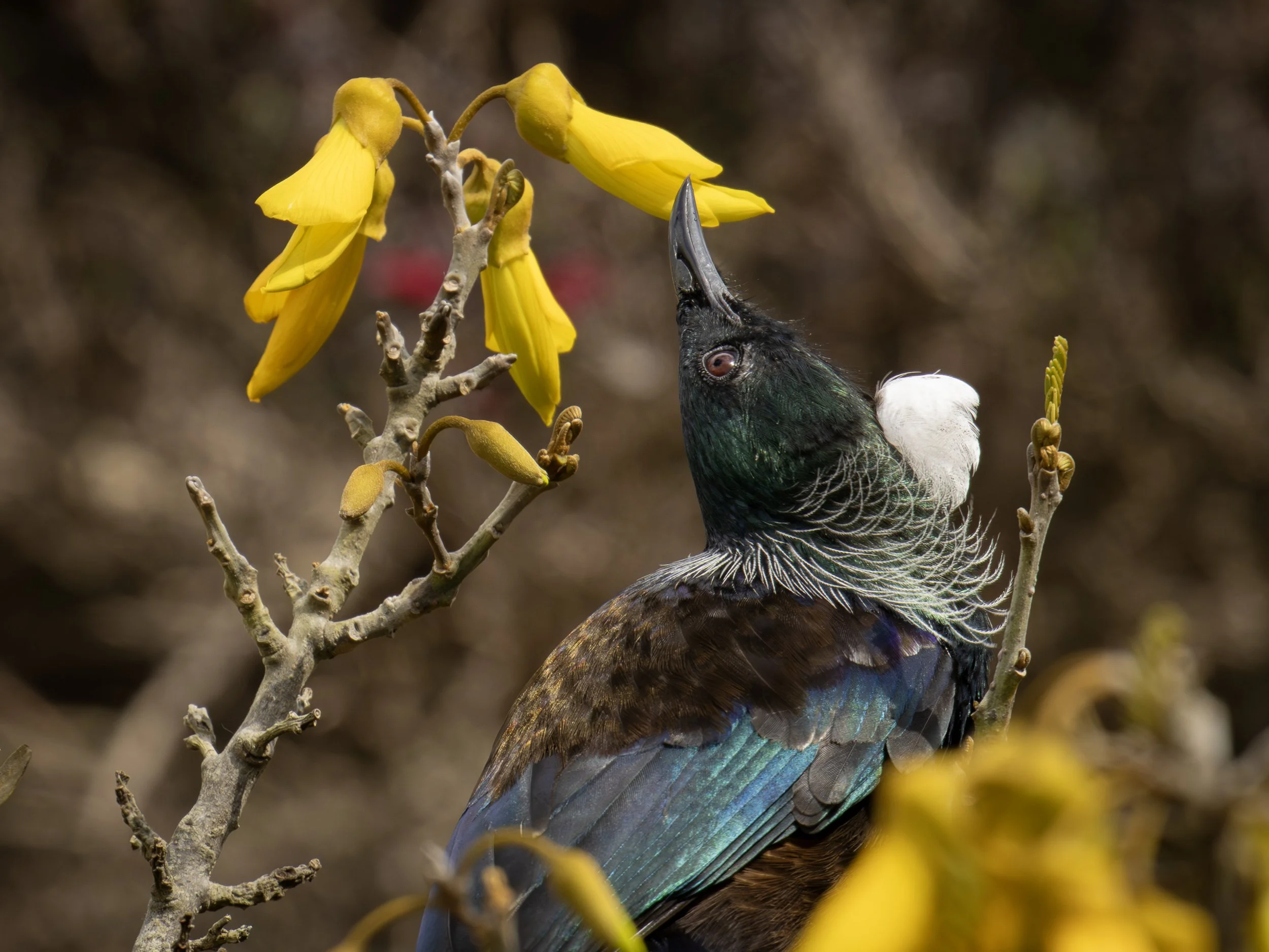 The Local Tui Bird feeding from the nectar of the Kowhai tree flower