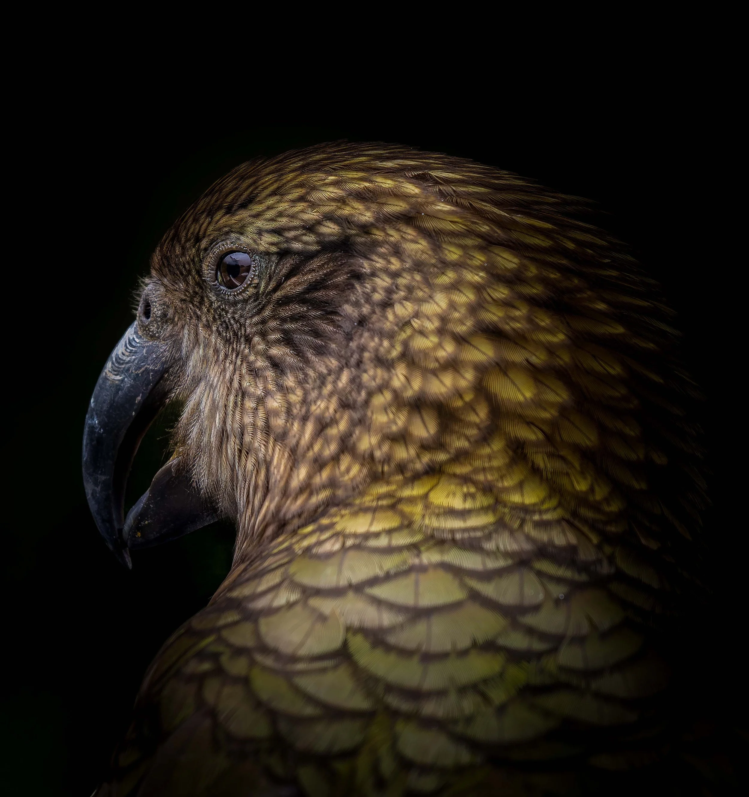 kea low key 1 copy website.jpg