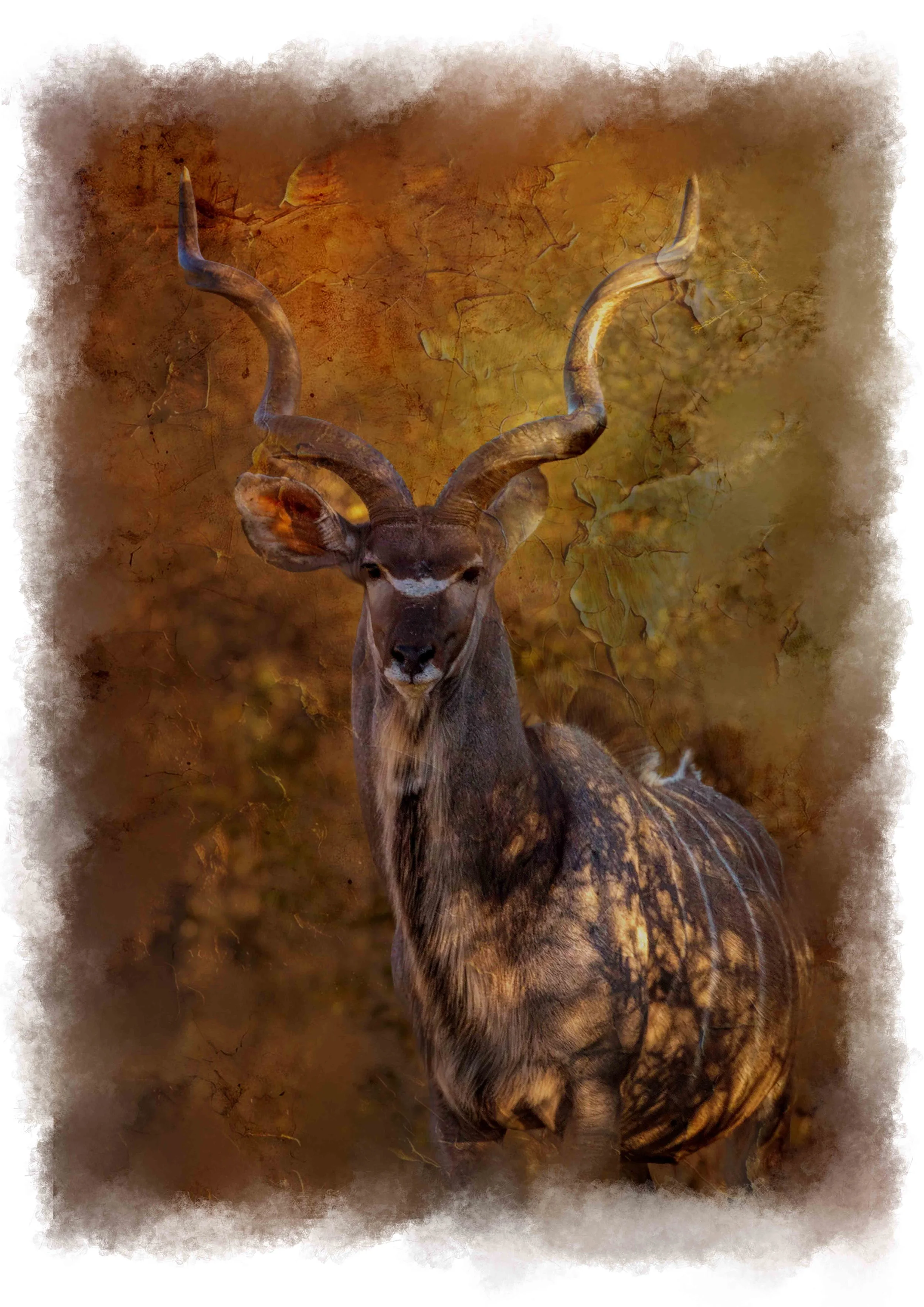 Kudu Bull Golden light Fine Art Photography