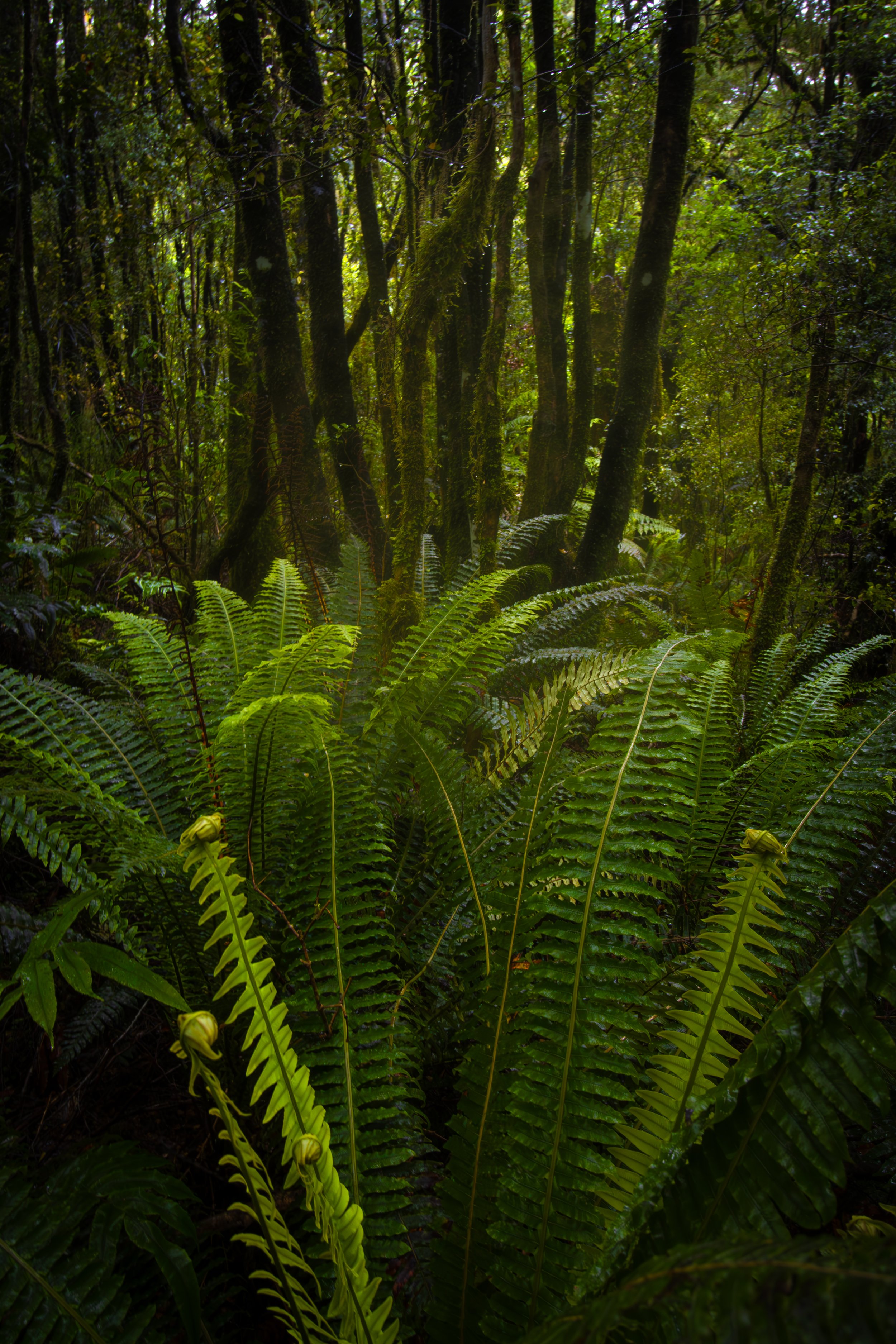 Ferns of Milford Sound, New Zealand
