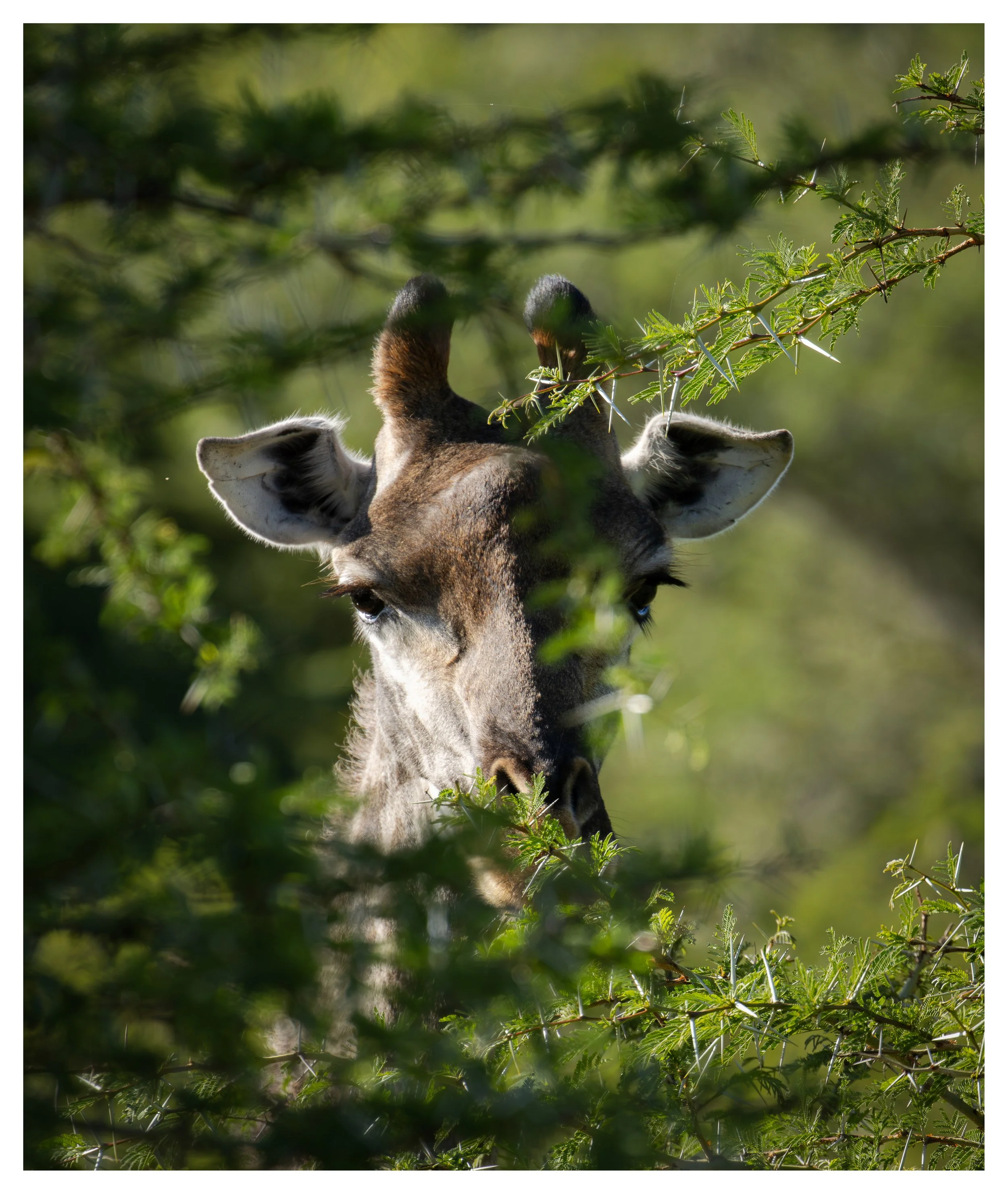 African Giraffe 2-2 border.jpg