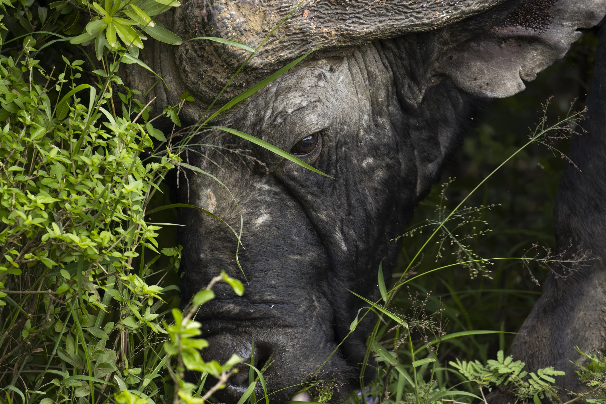Cape Buffalo.jpg