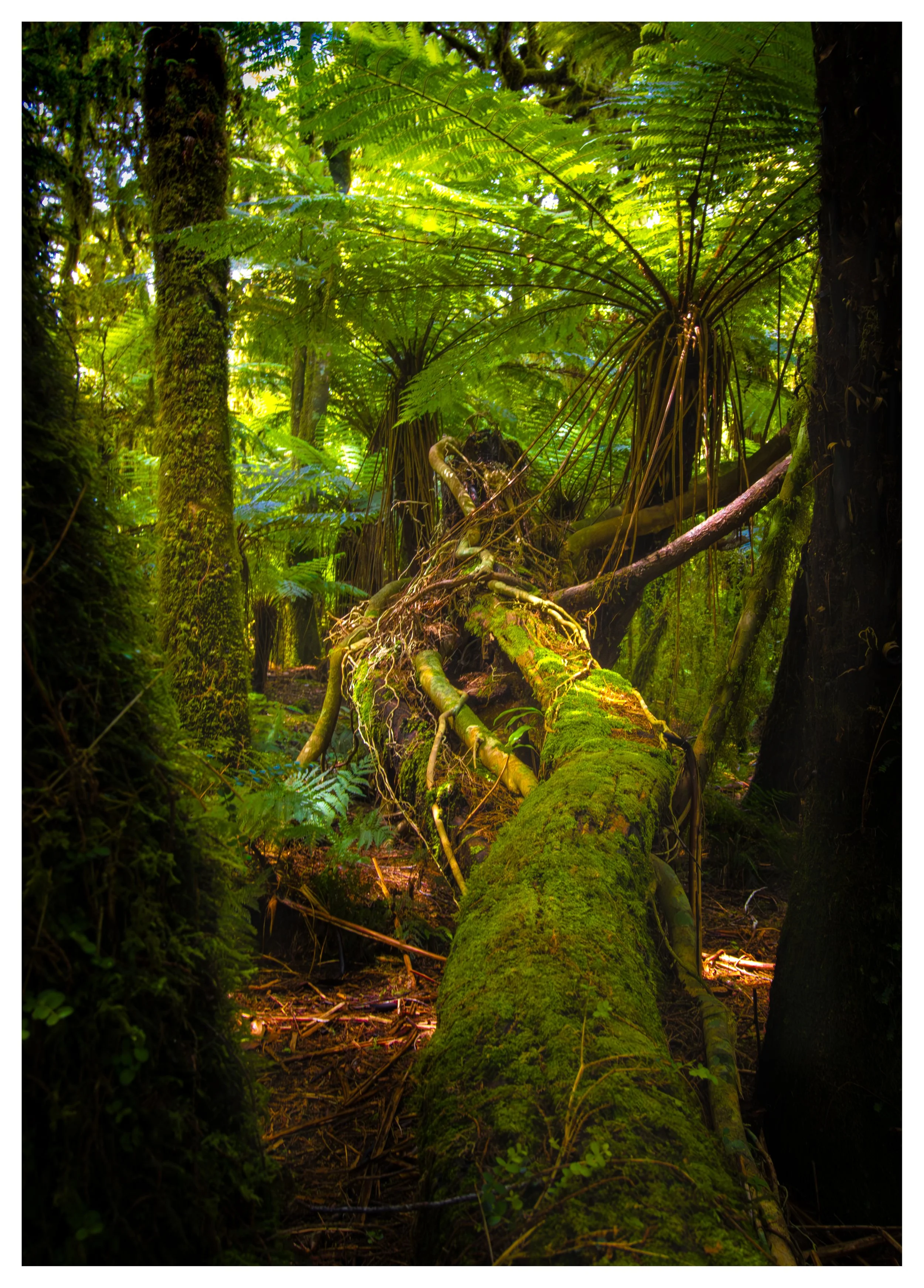Forest light. Milford Sound, South Island, New Zealand