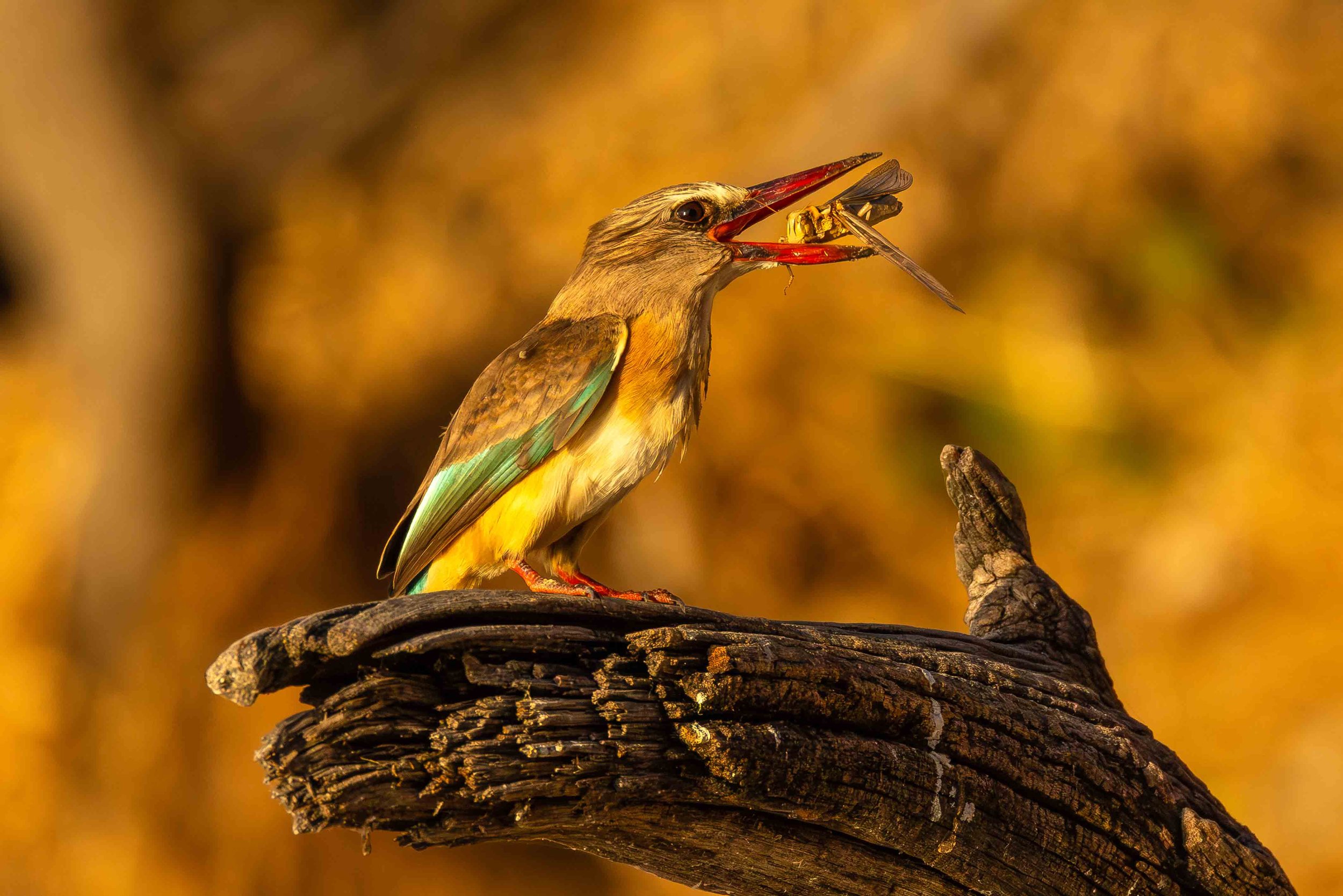 Brown Hooded Kingfisher orientating its next meal on the banks of the Chobe River