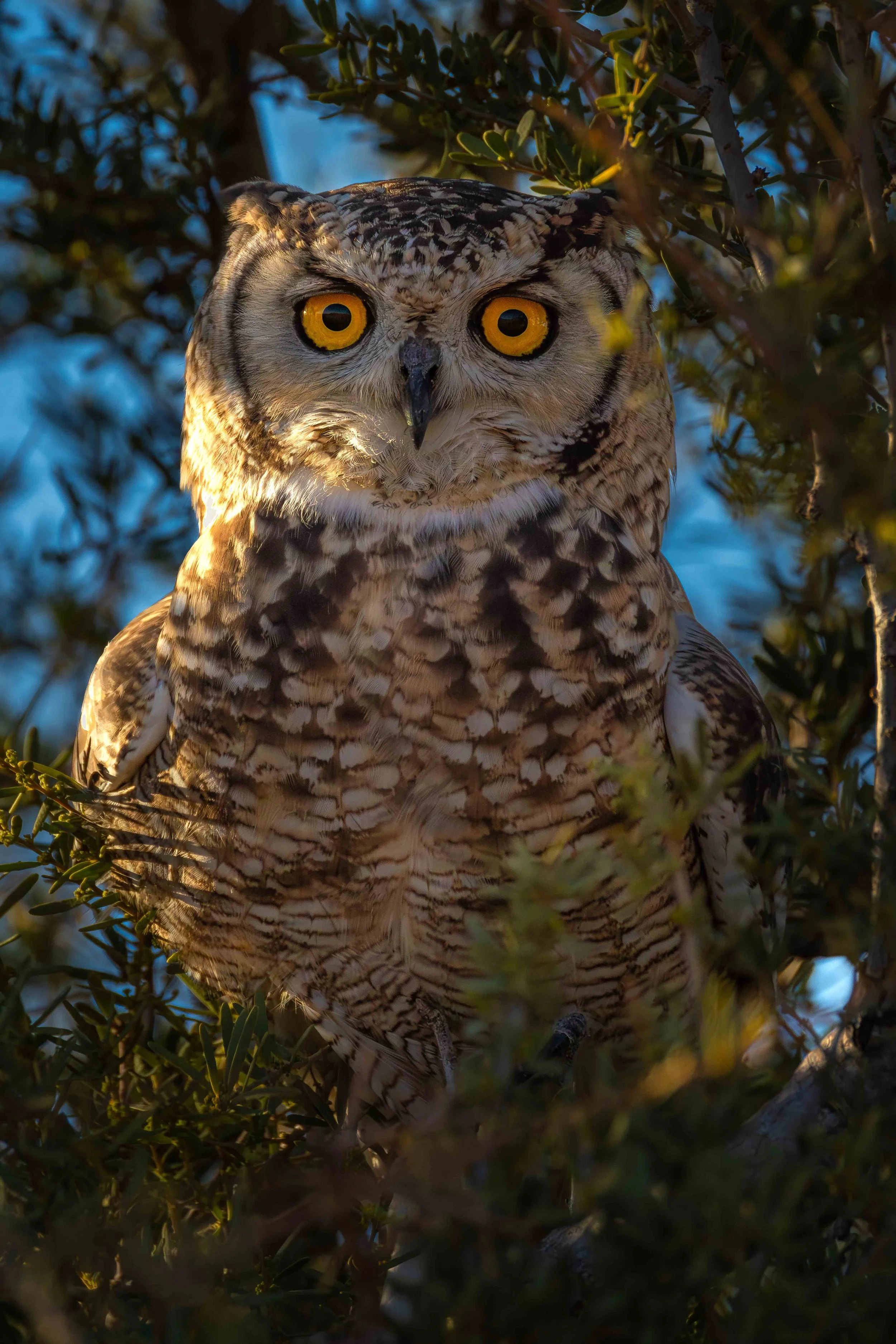 eagle owl 1a web copy.jpg