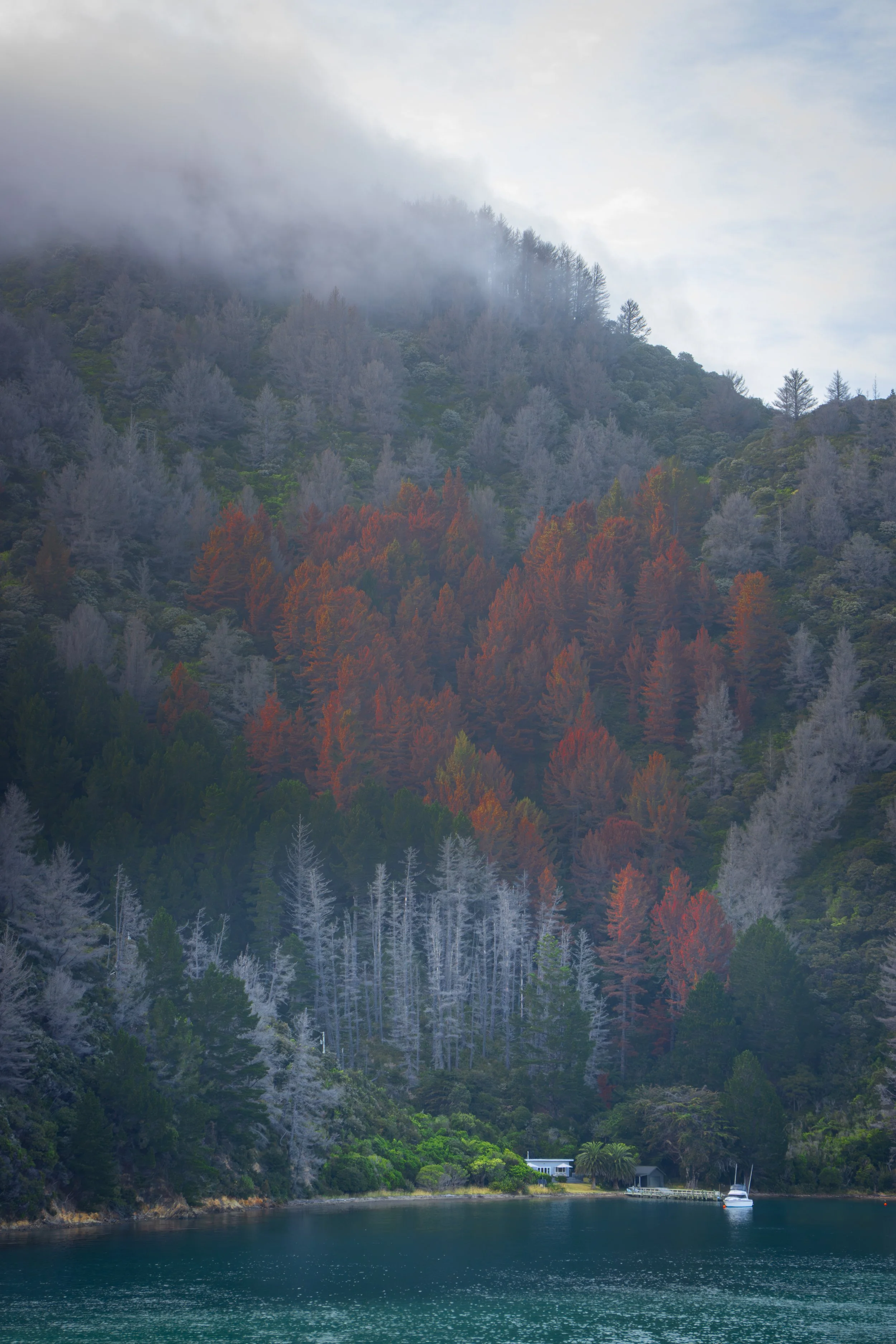 nz forest 18b.jpg