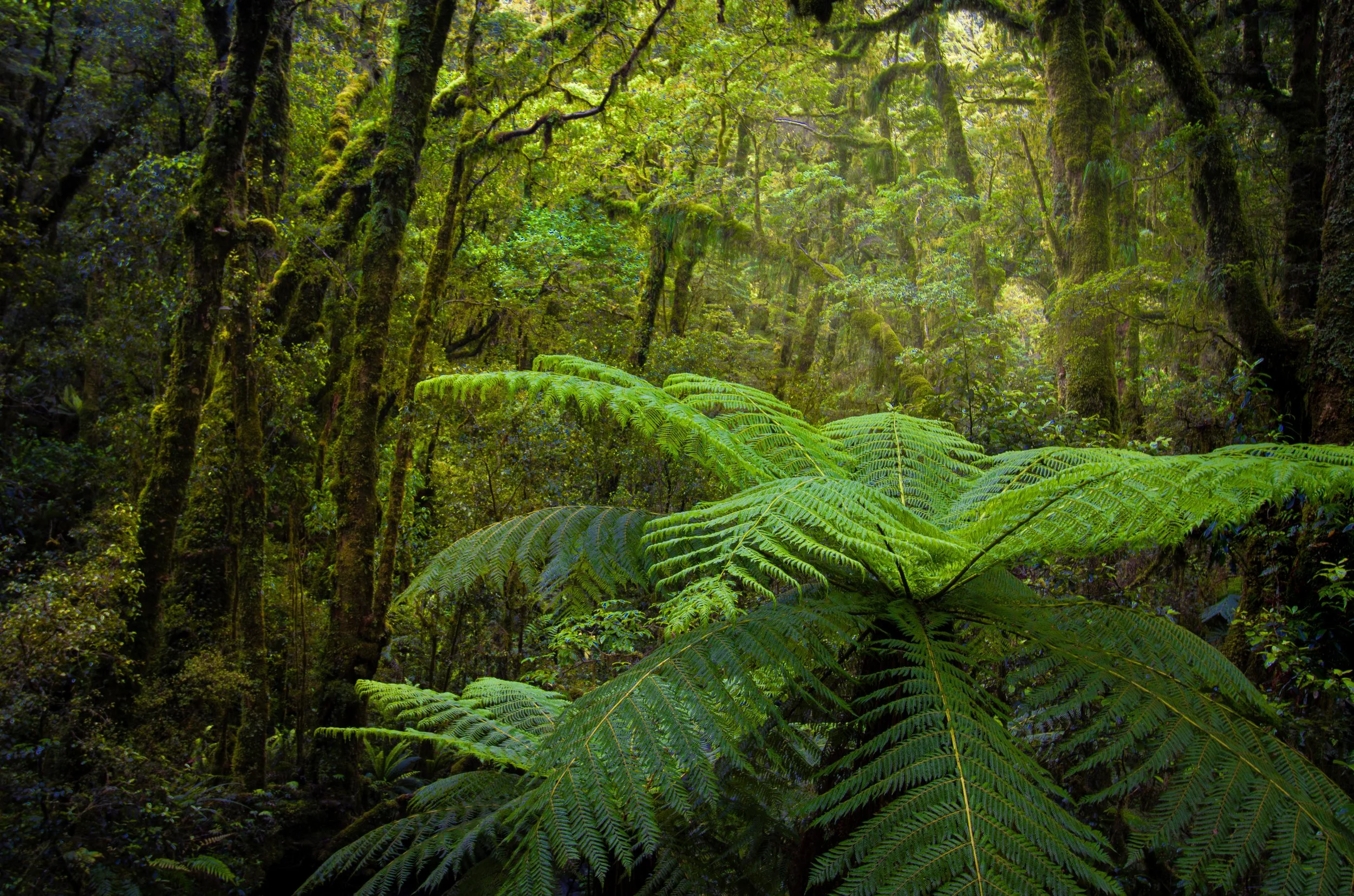 'Paradise', Milford Sound Forests New Zealand