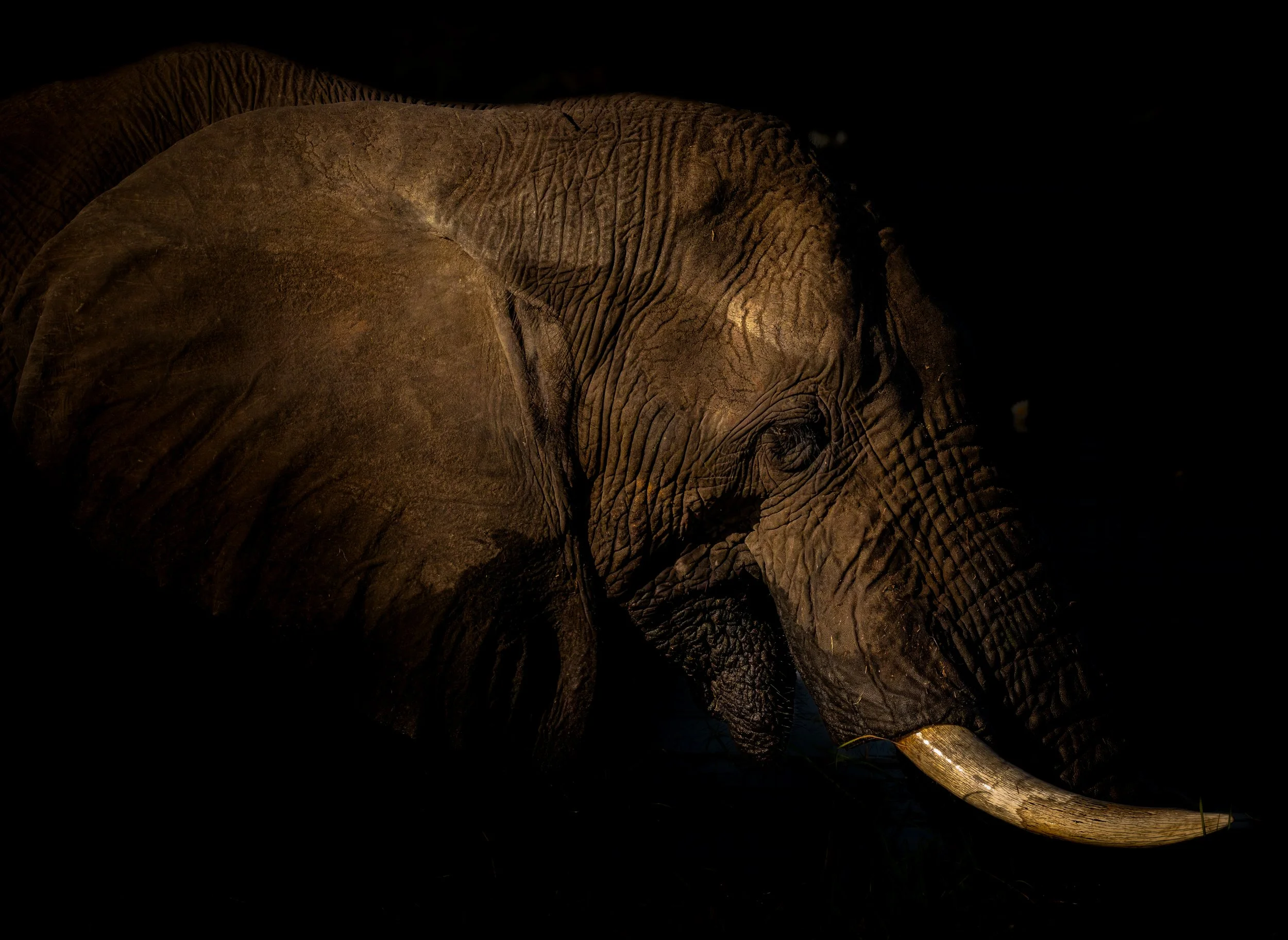 Low Key African Elephant A3 print