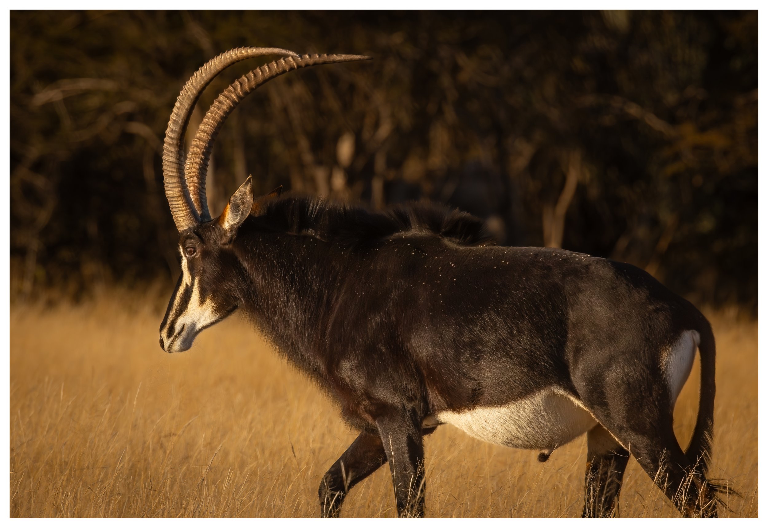 Sable antelope pictured in Namibia (A2 size fine art print)