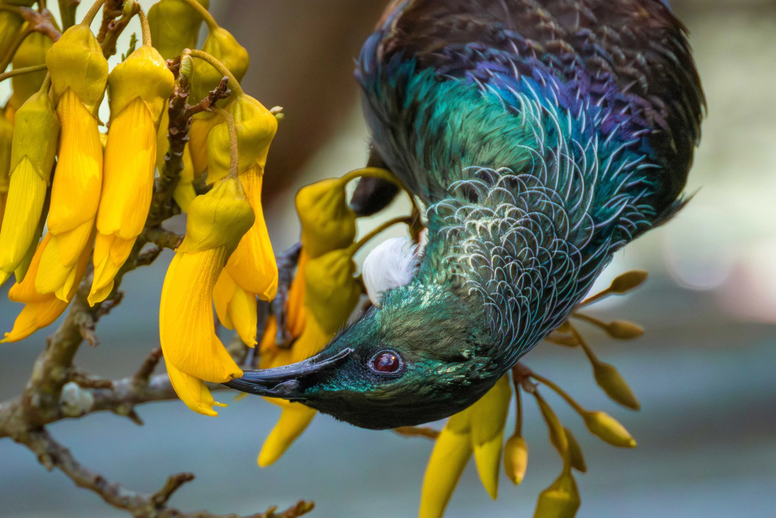 Tui & Kowhai Sept 25-15 webcopy.jpg