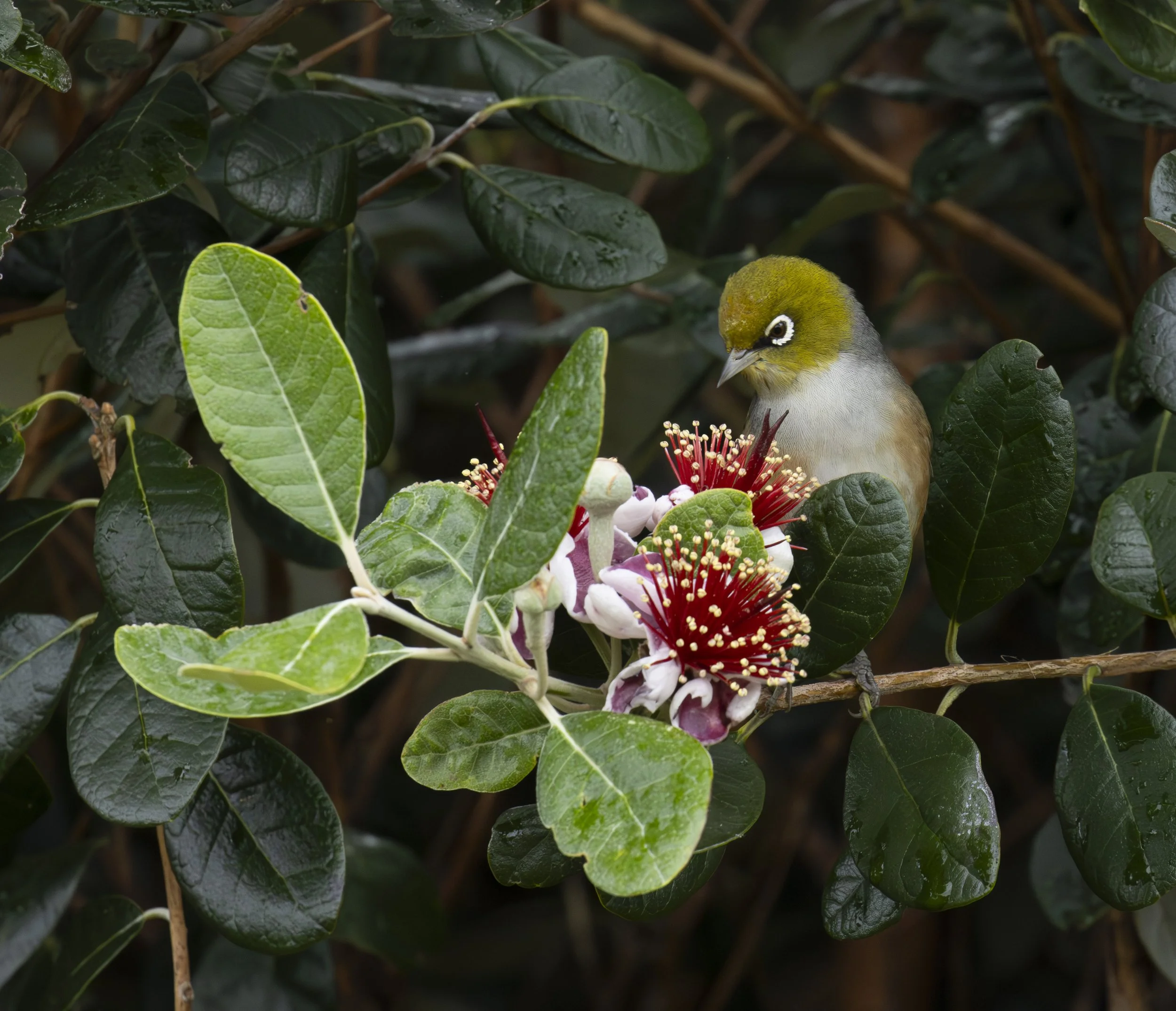 New Zealand's White Eye looking at the 'Christmas Flower".