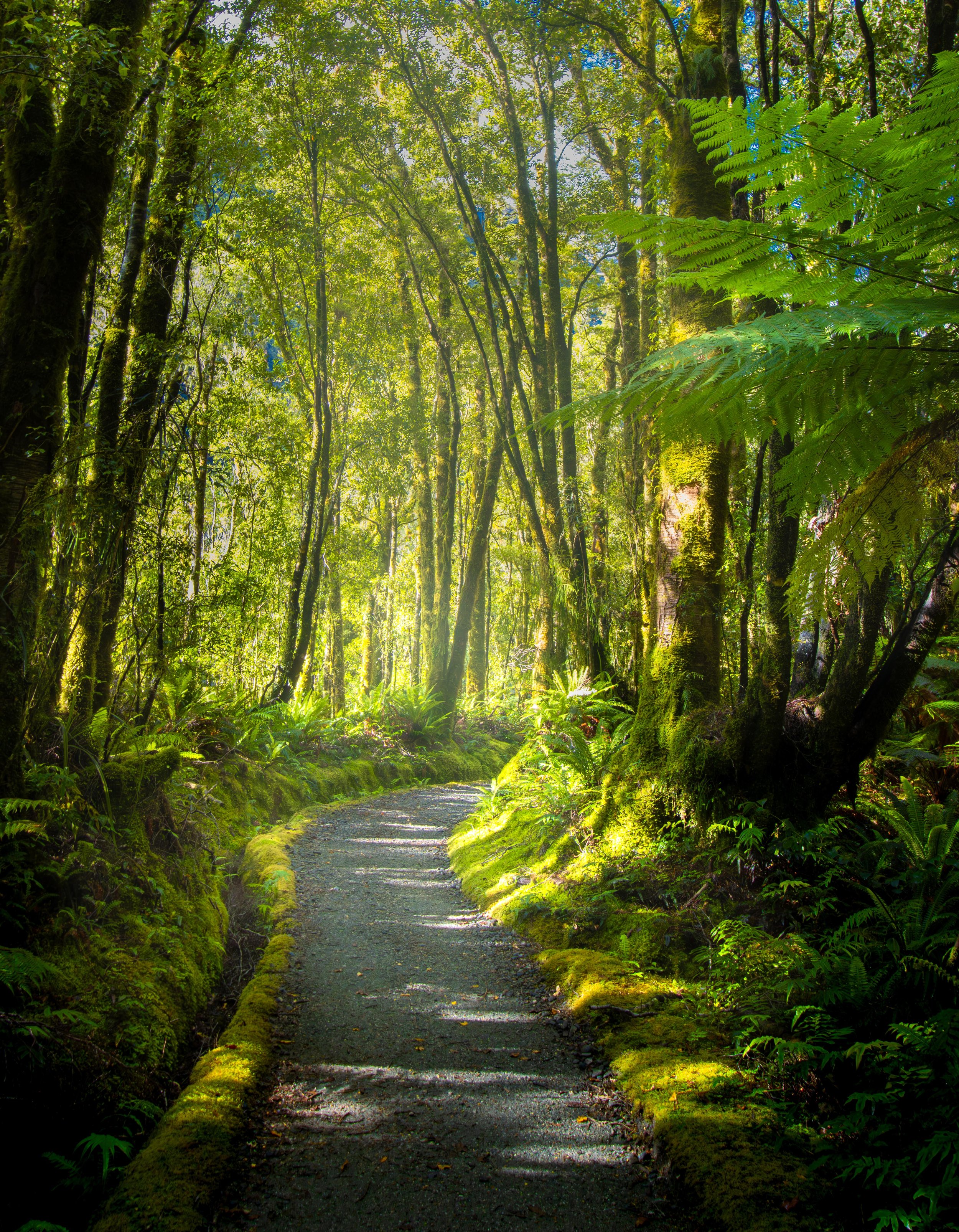 'A path to a new beginning'. Milford Sound New Zealand