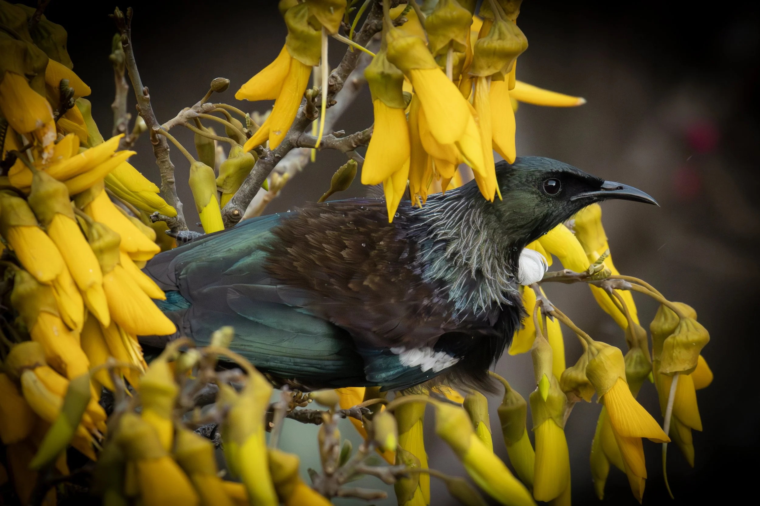The Local Tui Bird of New Zealand in the Kowhai tree.