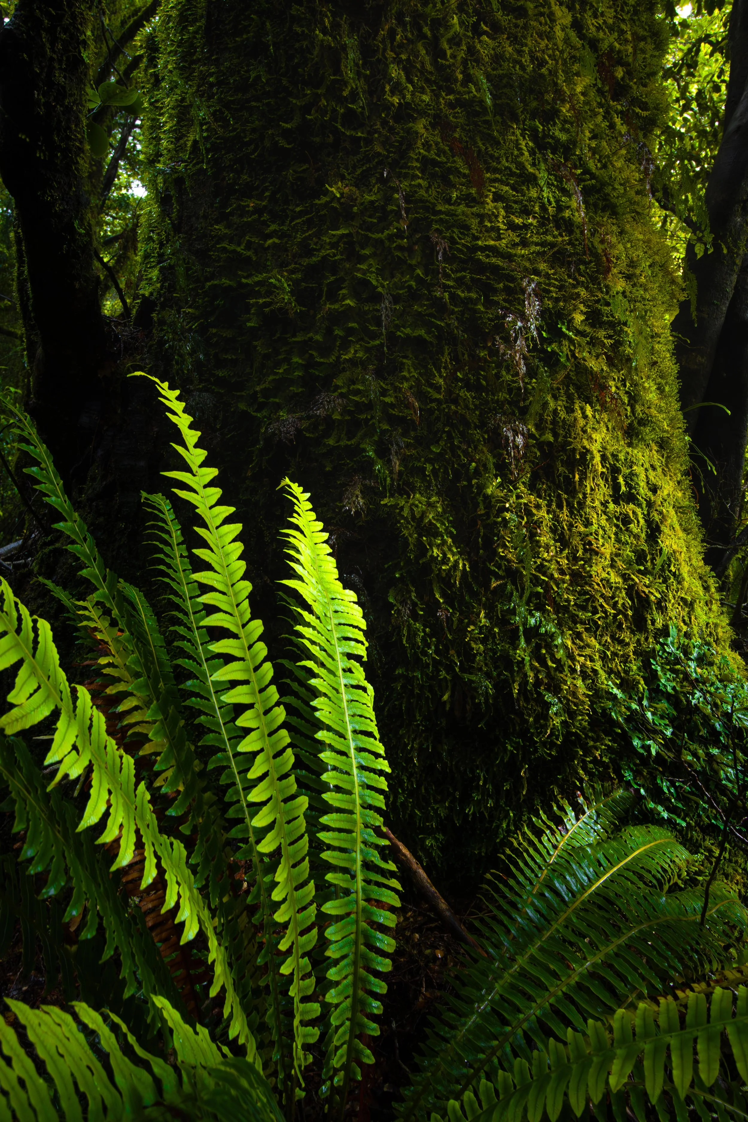 'Soft light' highlighting the ferns and mosses of the forest around Milford Sound, South Island of New Zealand.