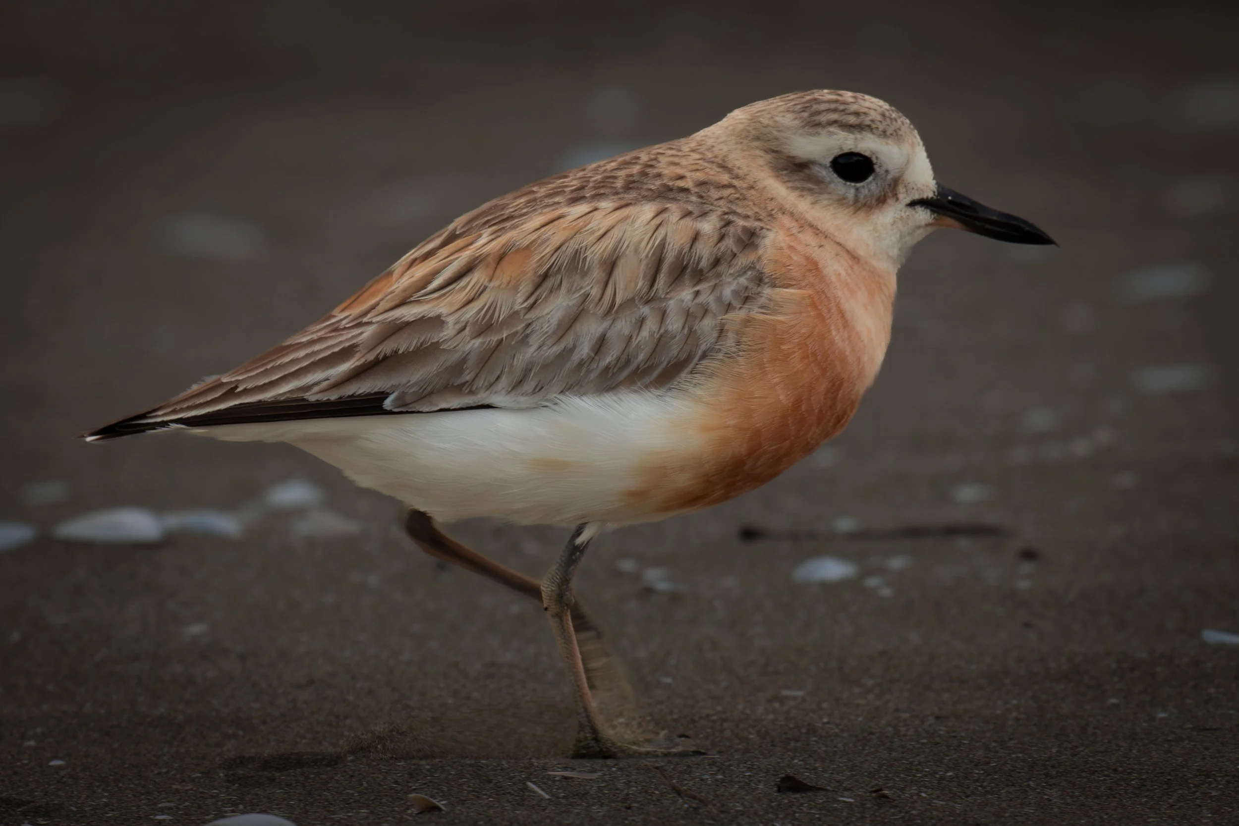The endangered Dotterel of New Zealand's North Island