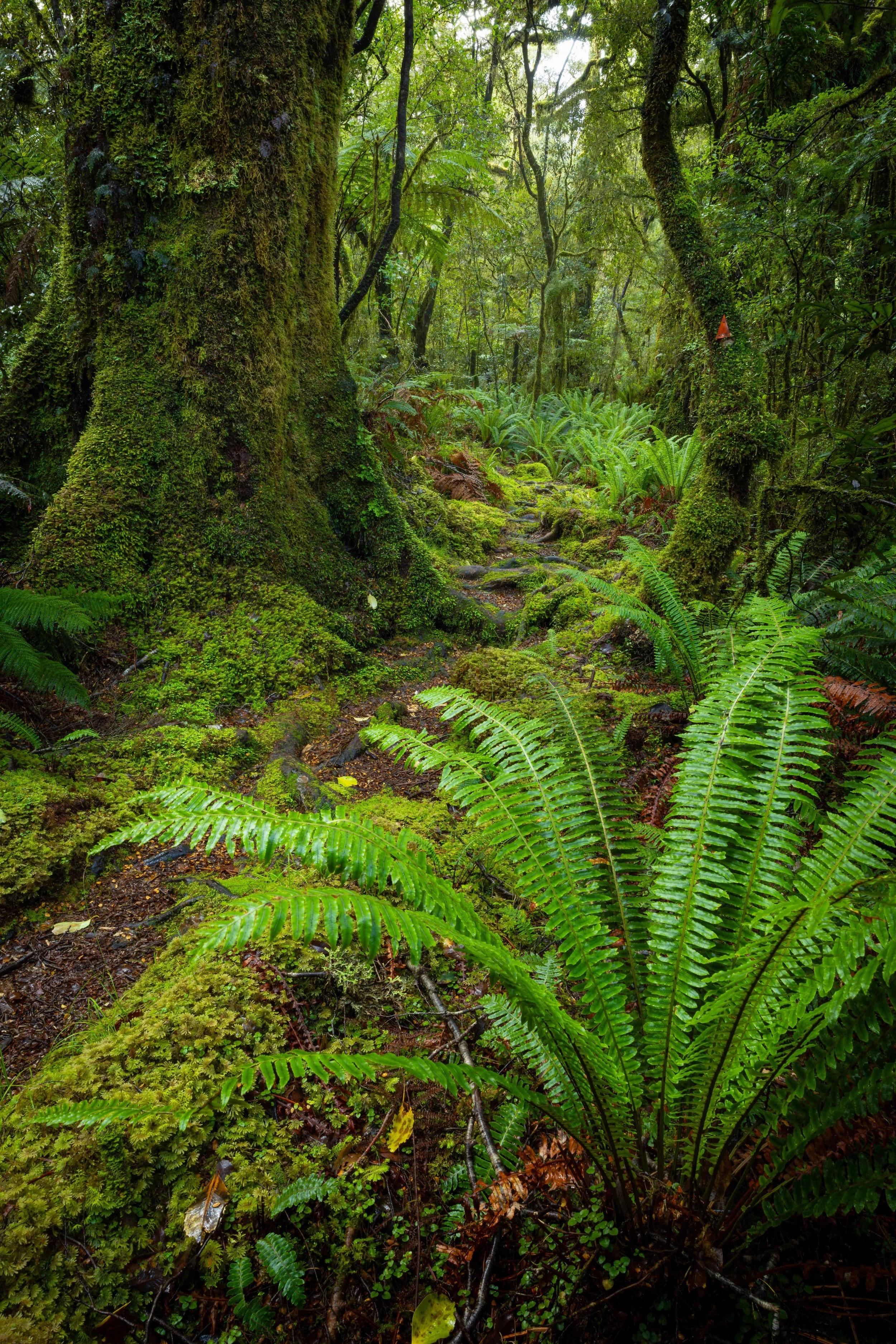 Day 5 - forestscape 2 web copy.jpg