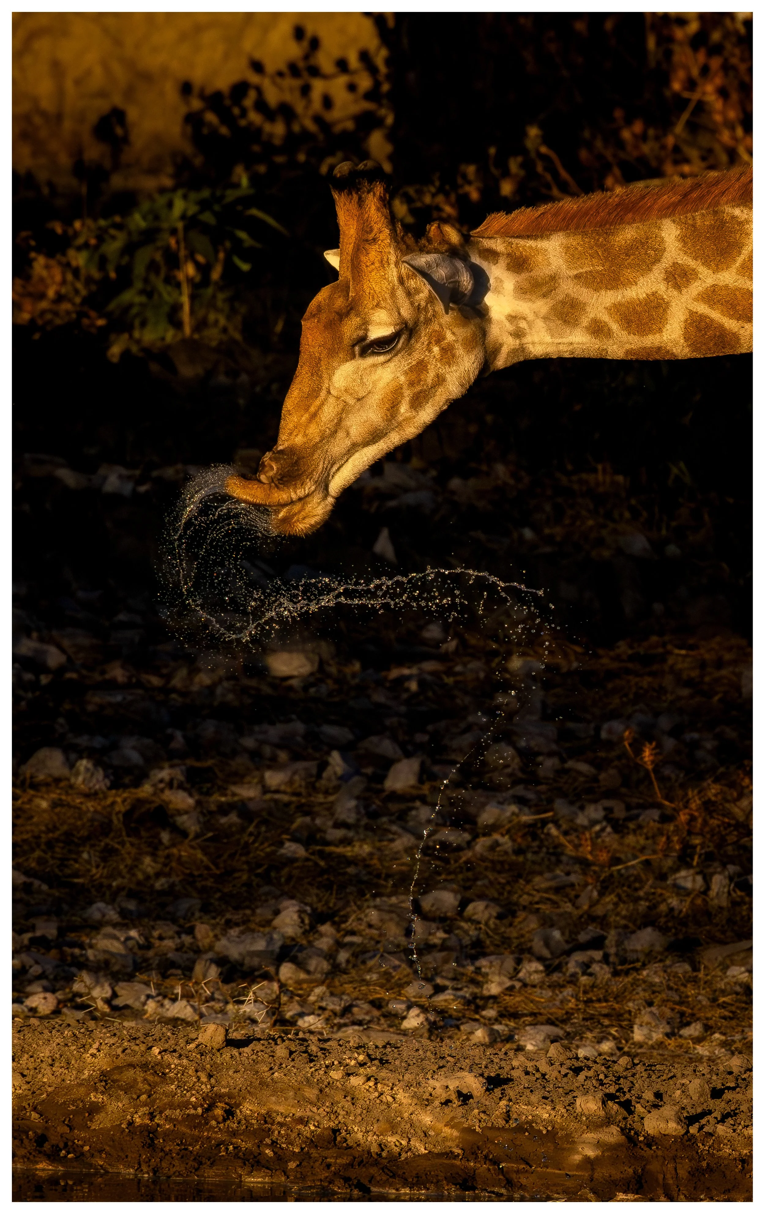Quenching a thirst in Namibia - Giraffe in action- (A2 fine art print size)